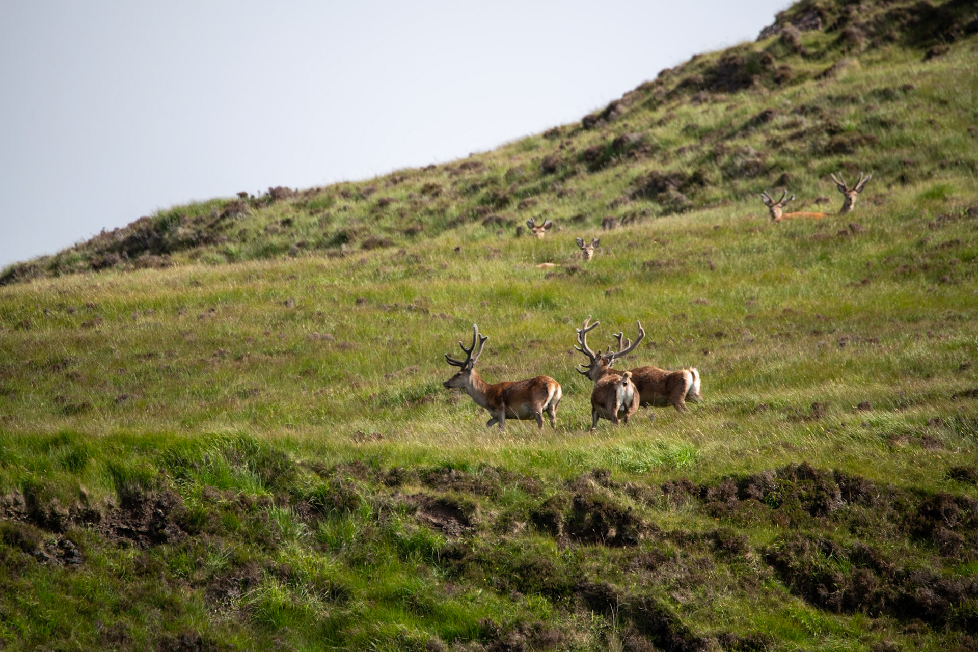 Red Deer, Isle of Canna