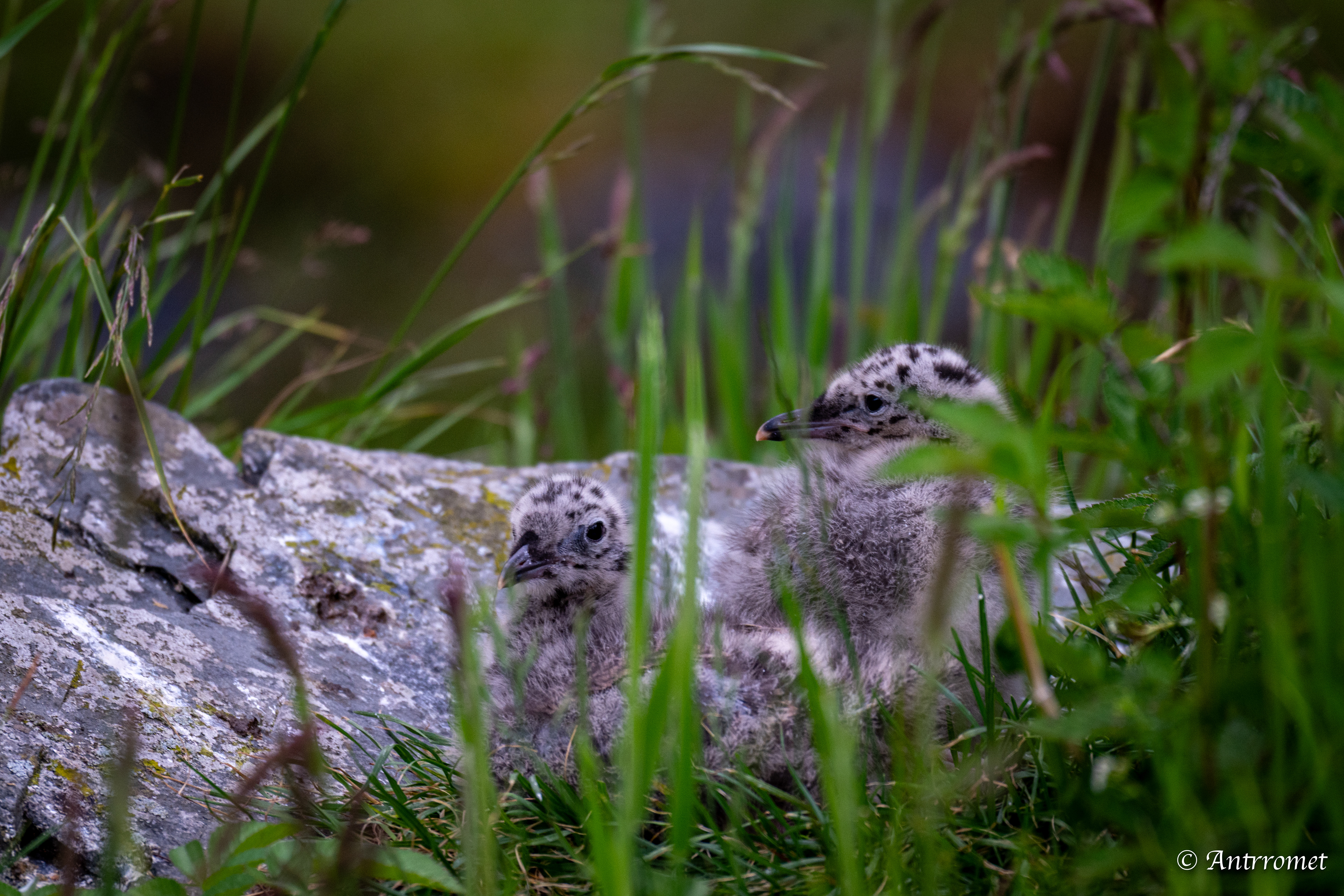 Common gull chicks at Flåm stasjon