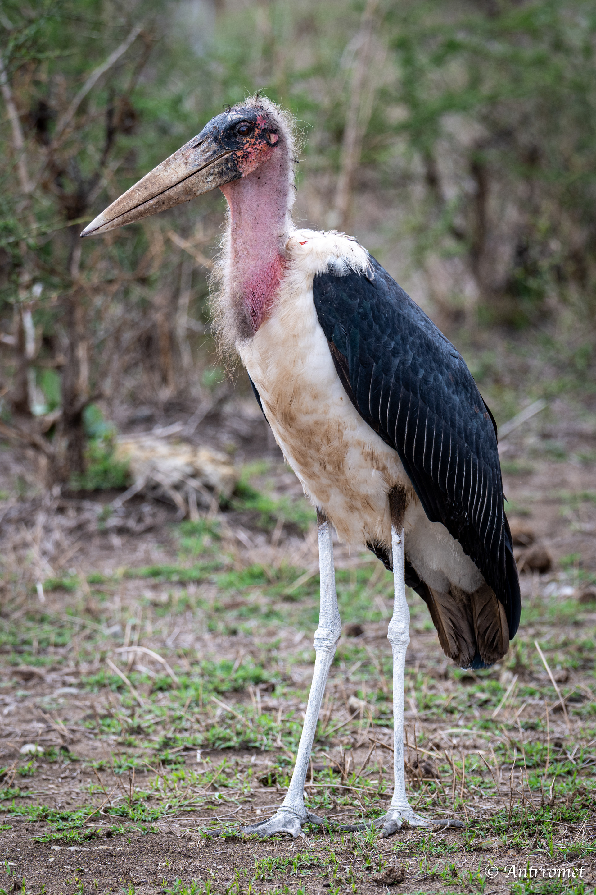 Marabou Stork