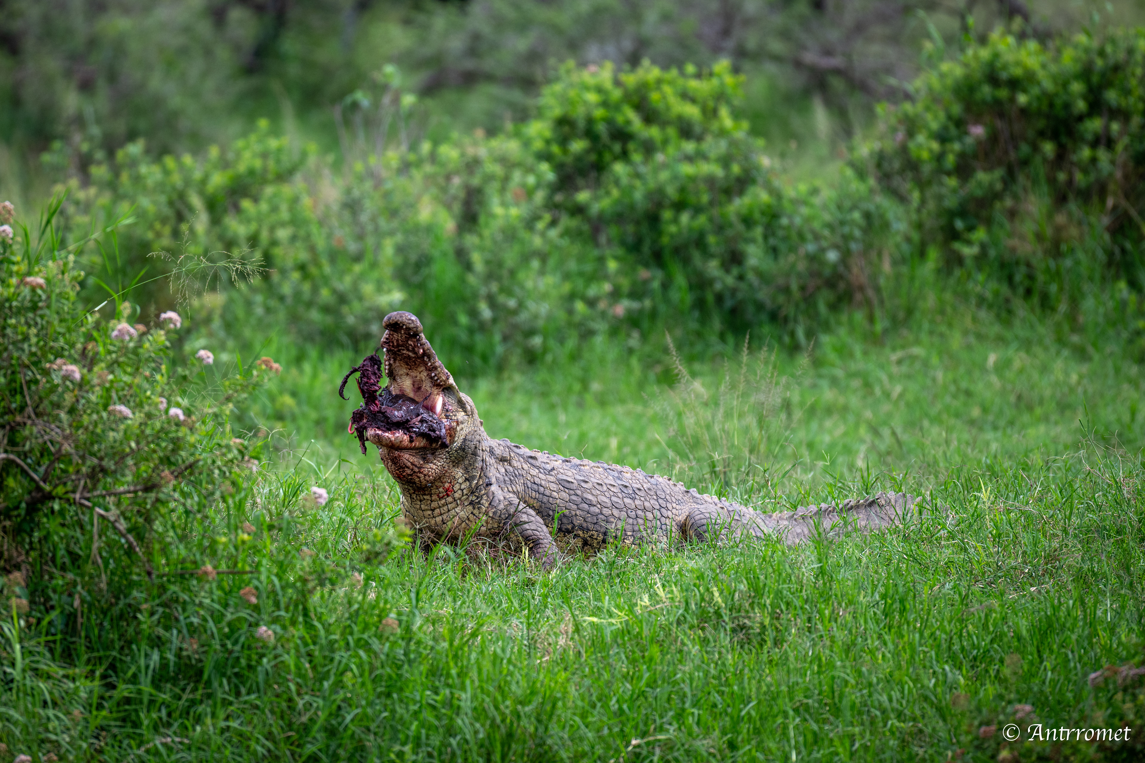 Nile Crocodile devouring a warthog