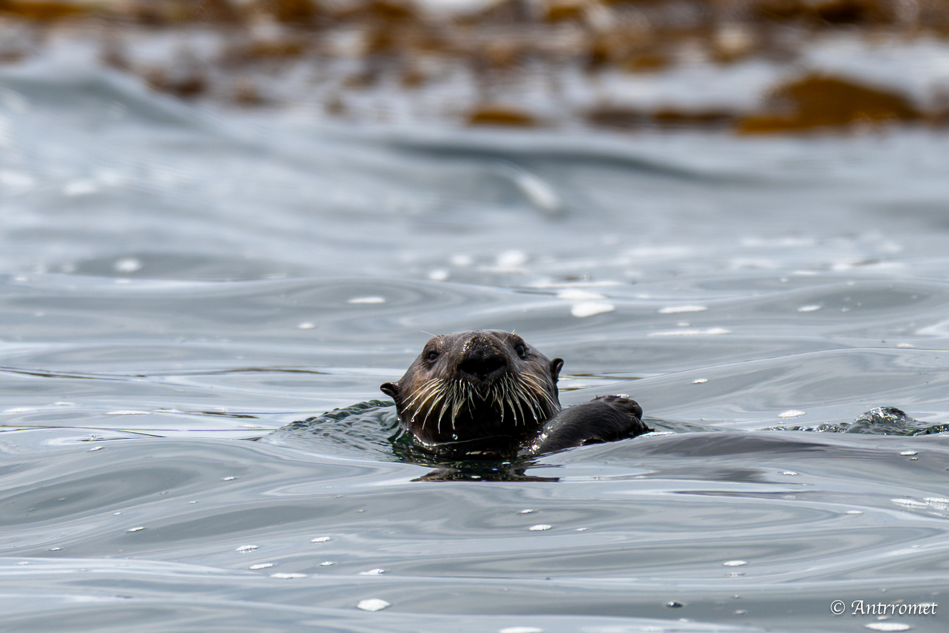 Sea otter