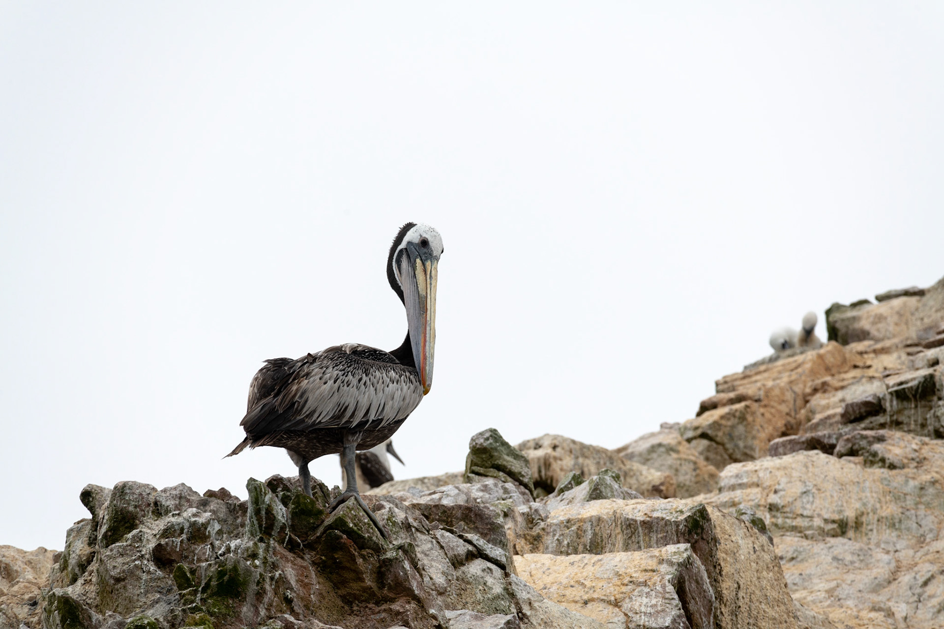 Peruvian pelican, Ballestas Islands