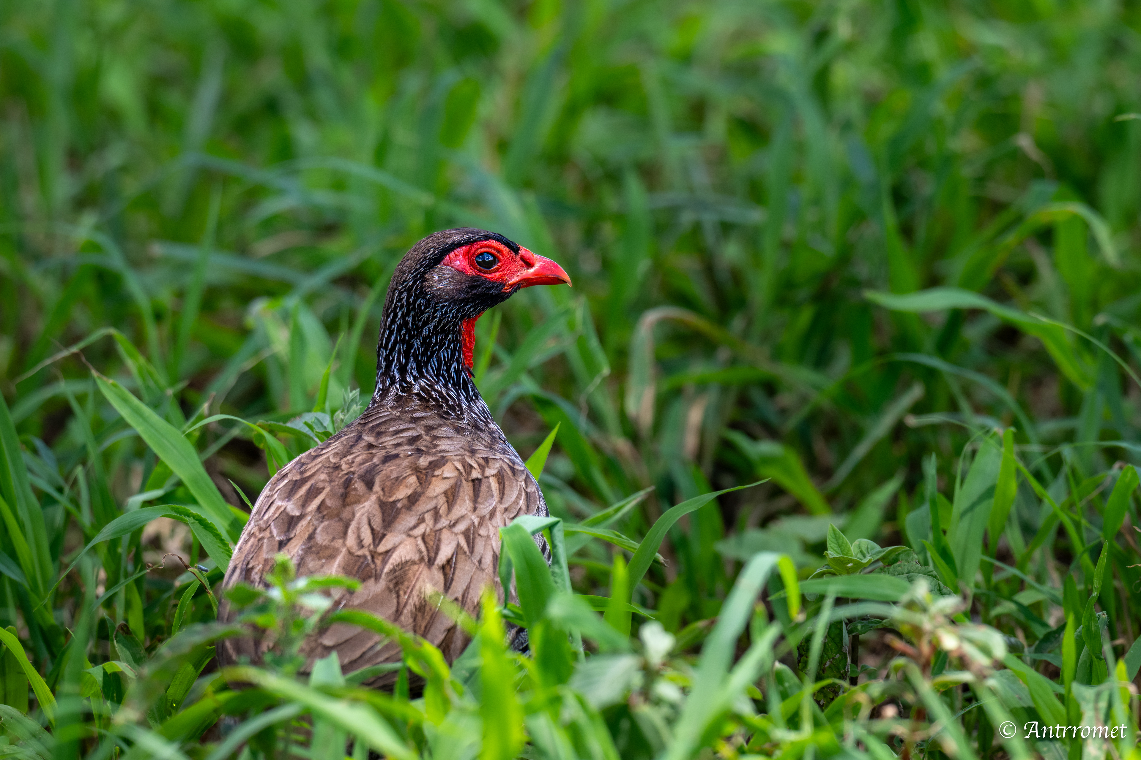 Red-necked Spurfowl