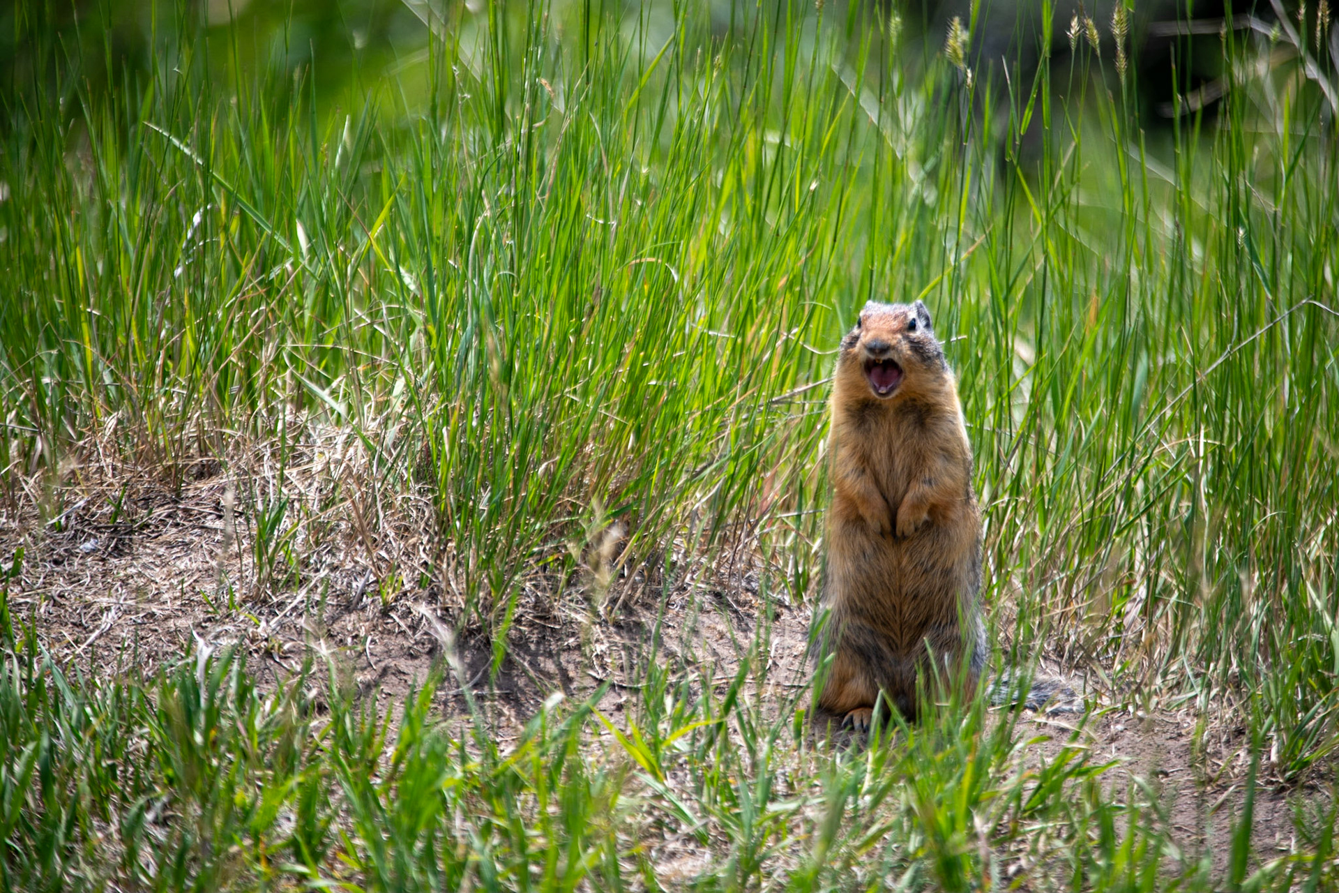 Marmot