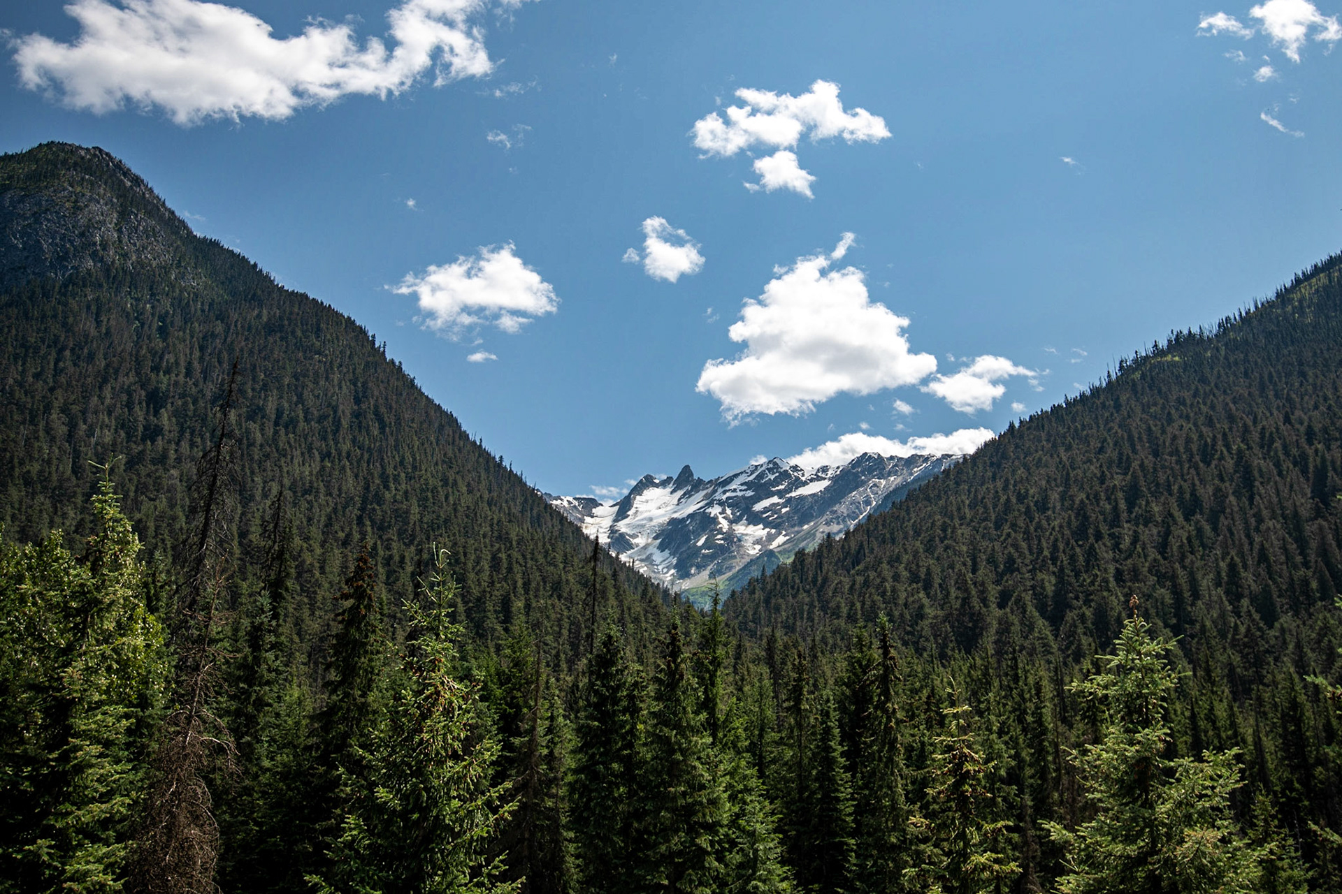 Hemlock Grove Boardwalk in Glacier National Park of Canada