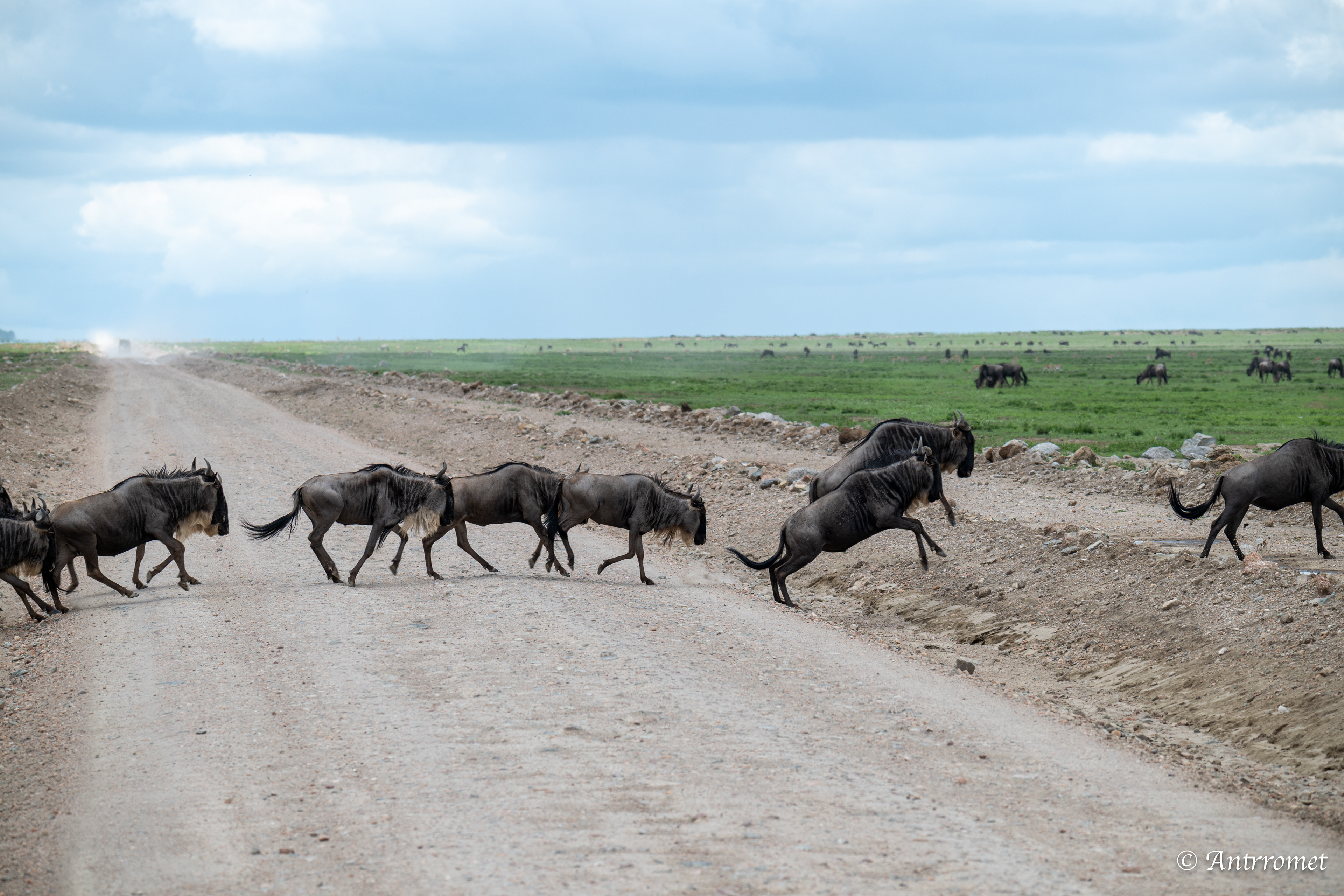 Wildebeest in the Great Migration crossing the road on the way to Serengeti