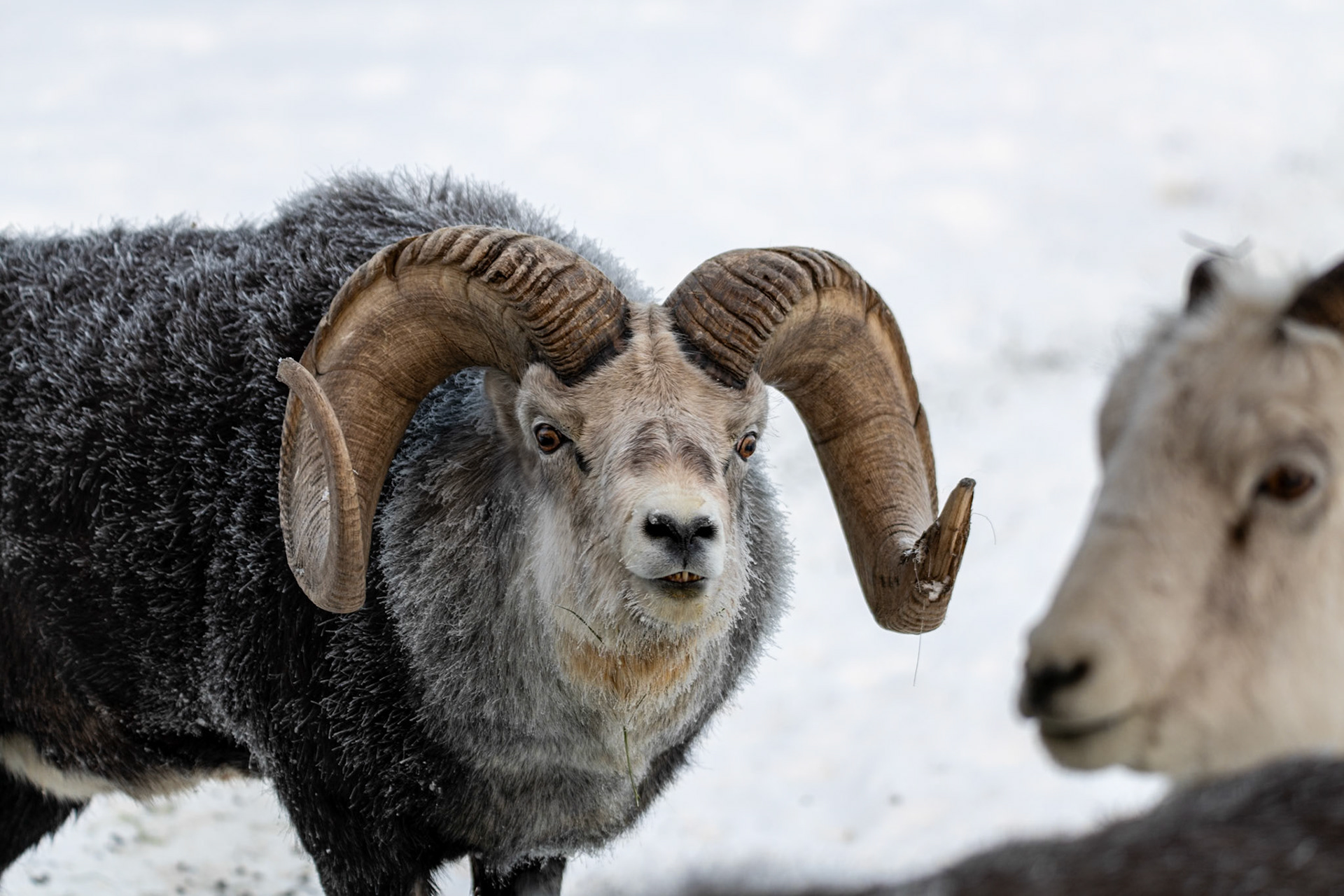 Bighorn sheep at Yukon Wildlife Preserve