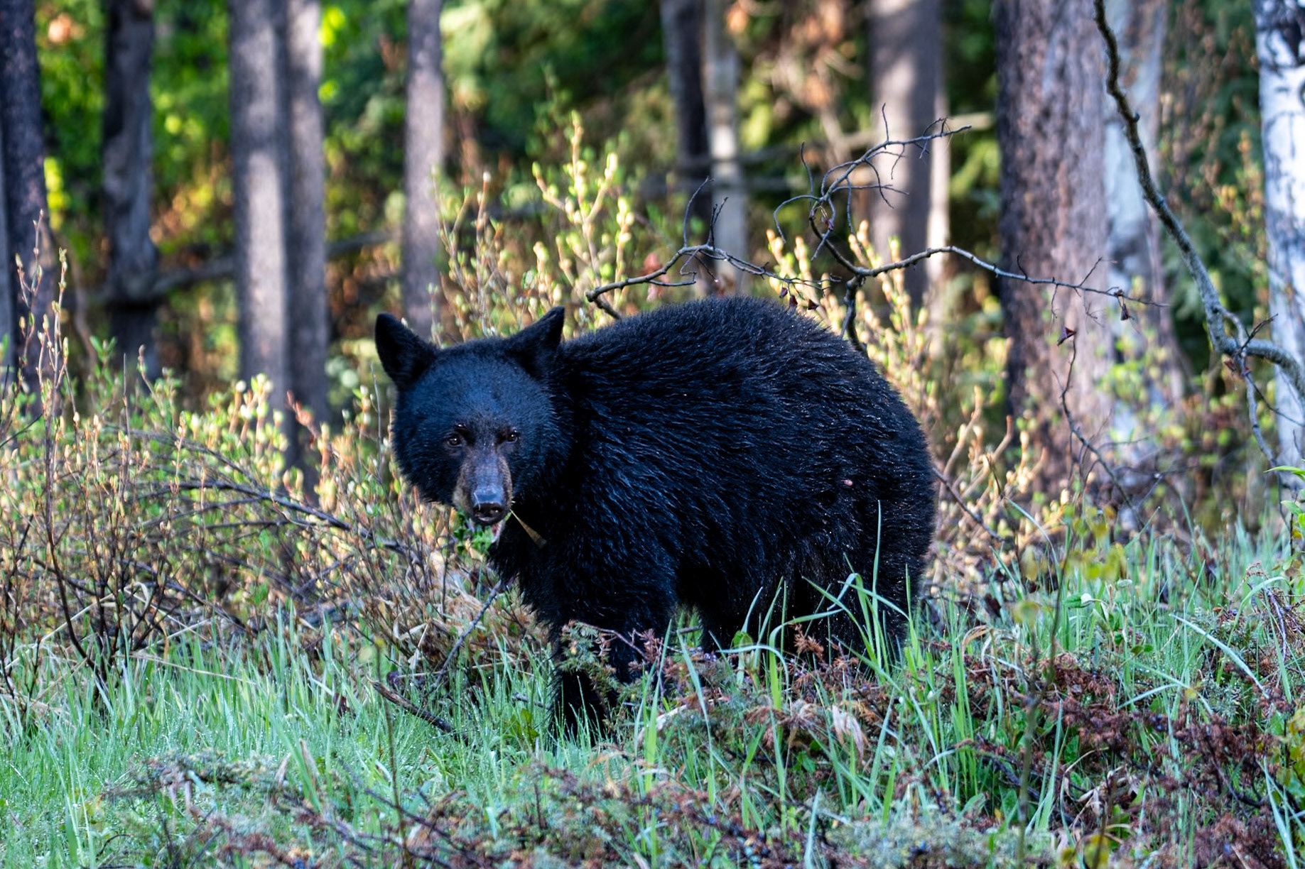 Black bear on Maligne Lake Road