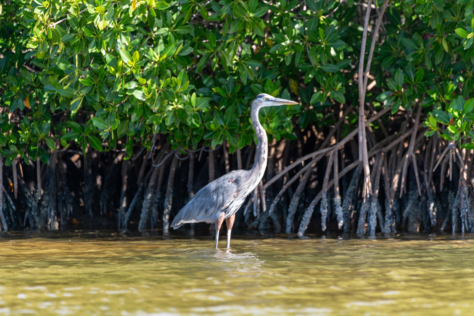 Great Blue Heron at Rio Lagartos Lagoon