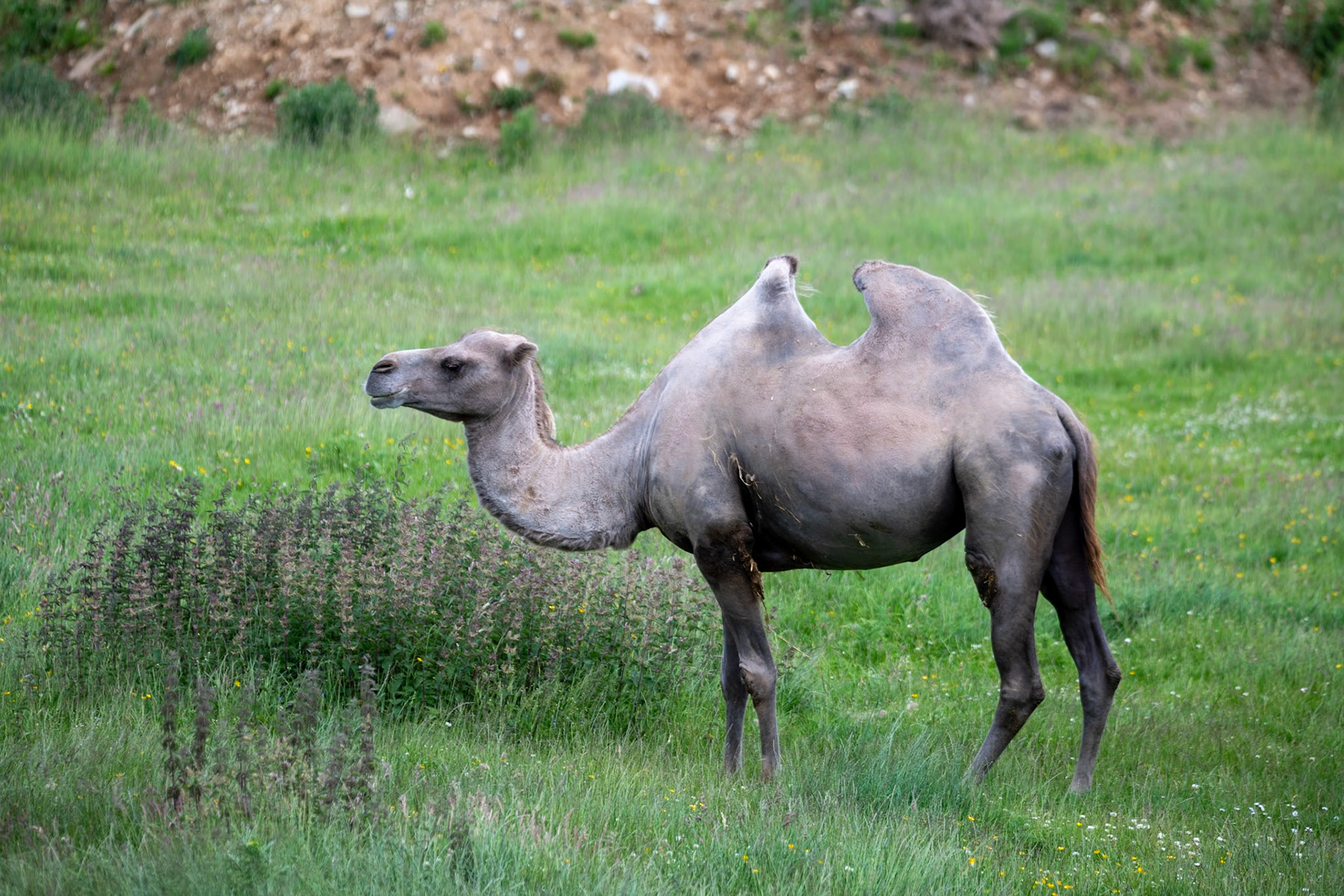 Bactrian camel, Highland Wildlife Park