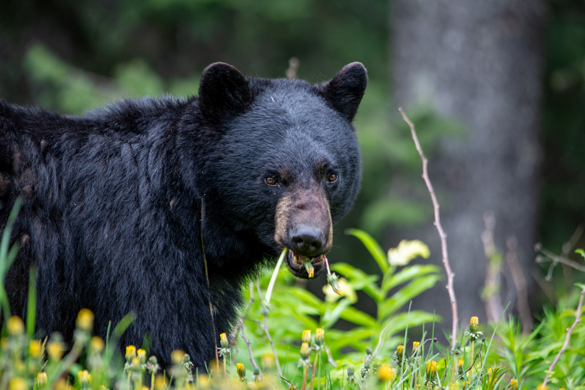 Black bear near Mount Robson Park