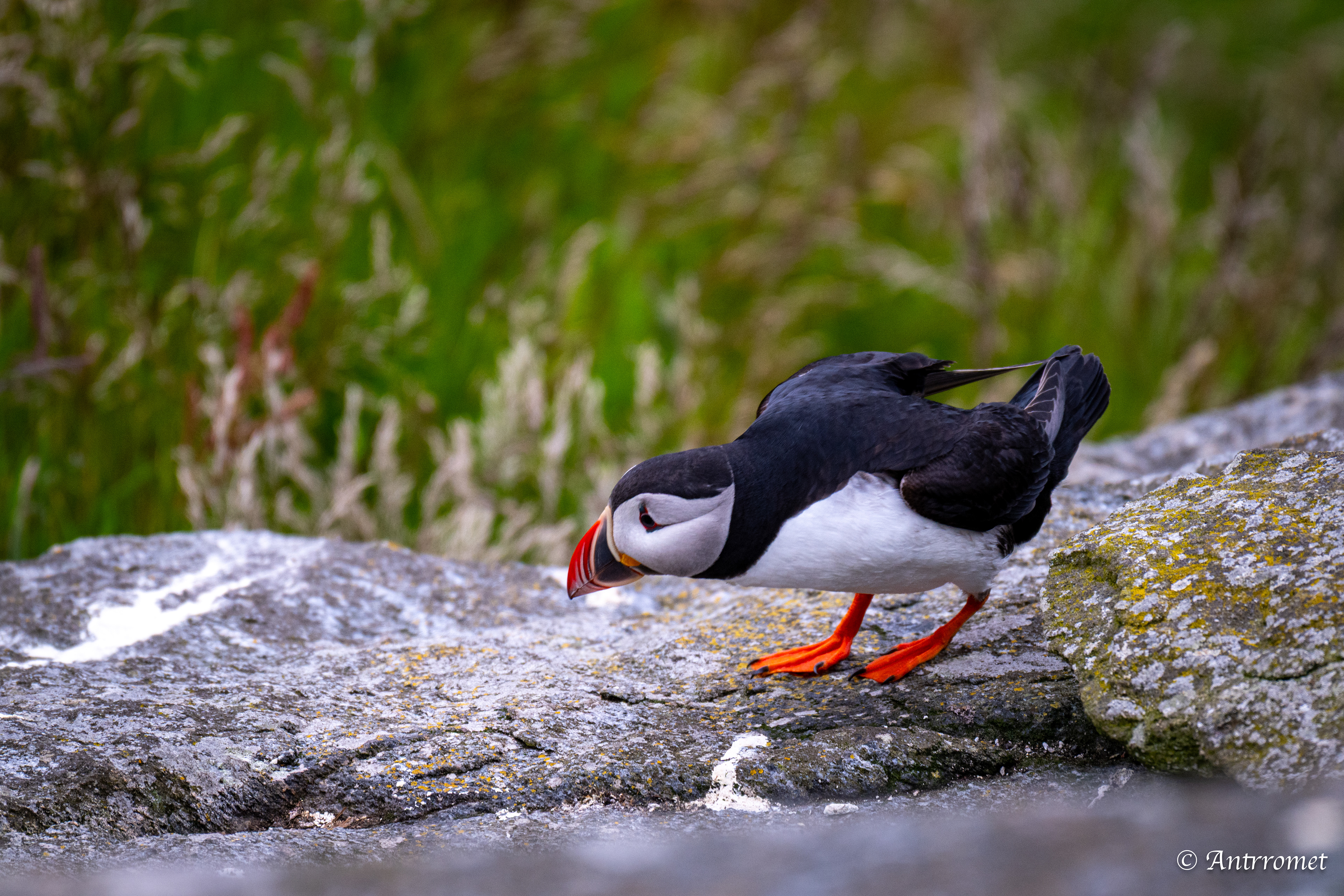 Puffins at Puffin viewing point, Runde