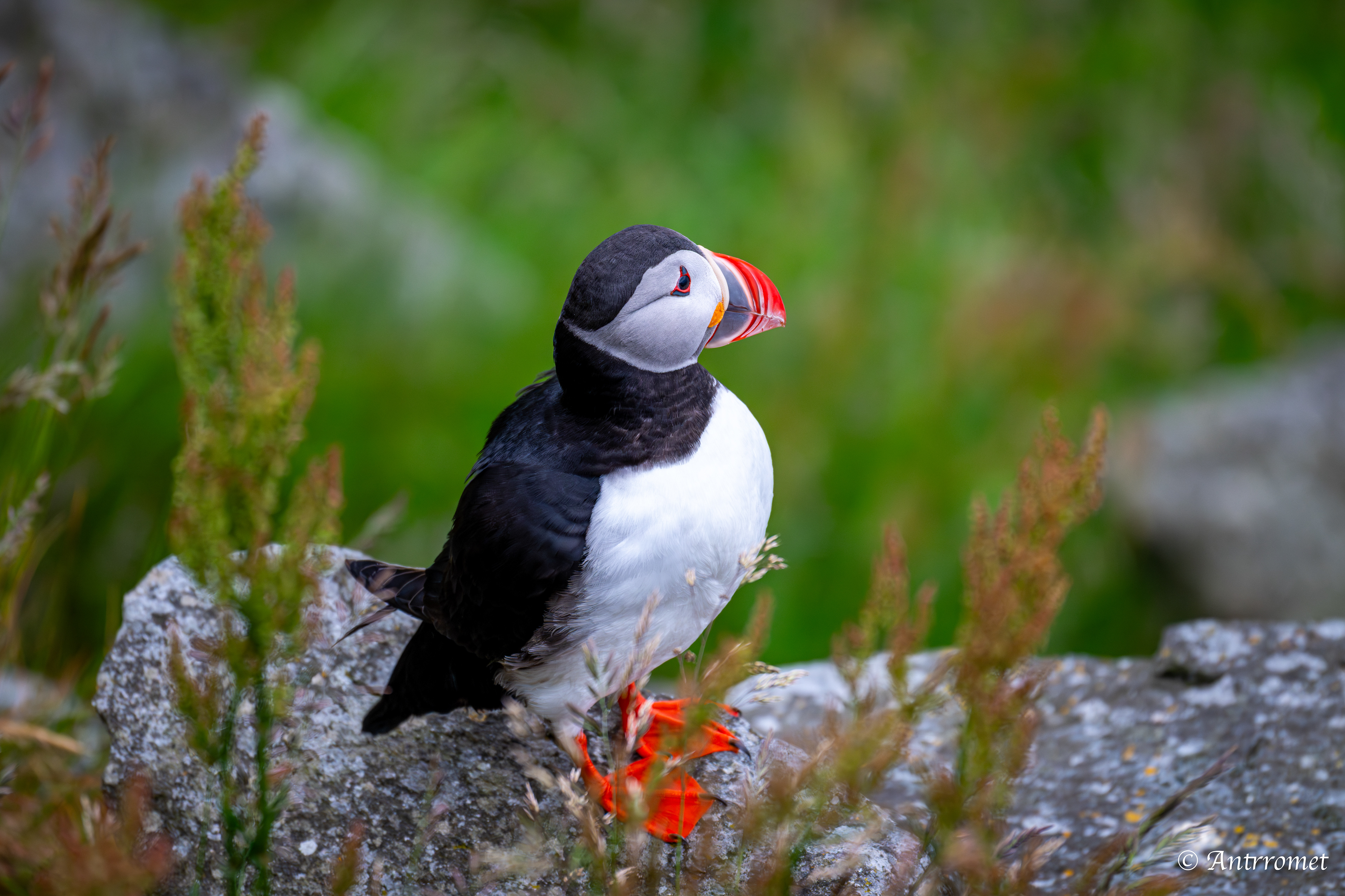 Puffin viewing point, Runde
