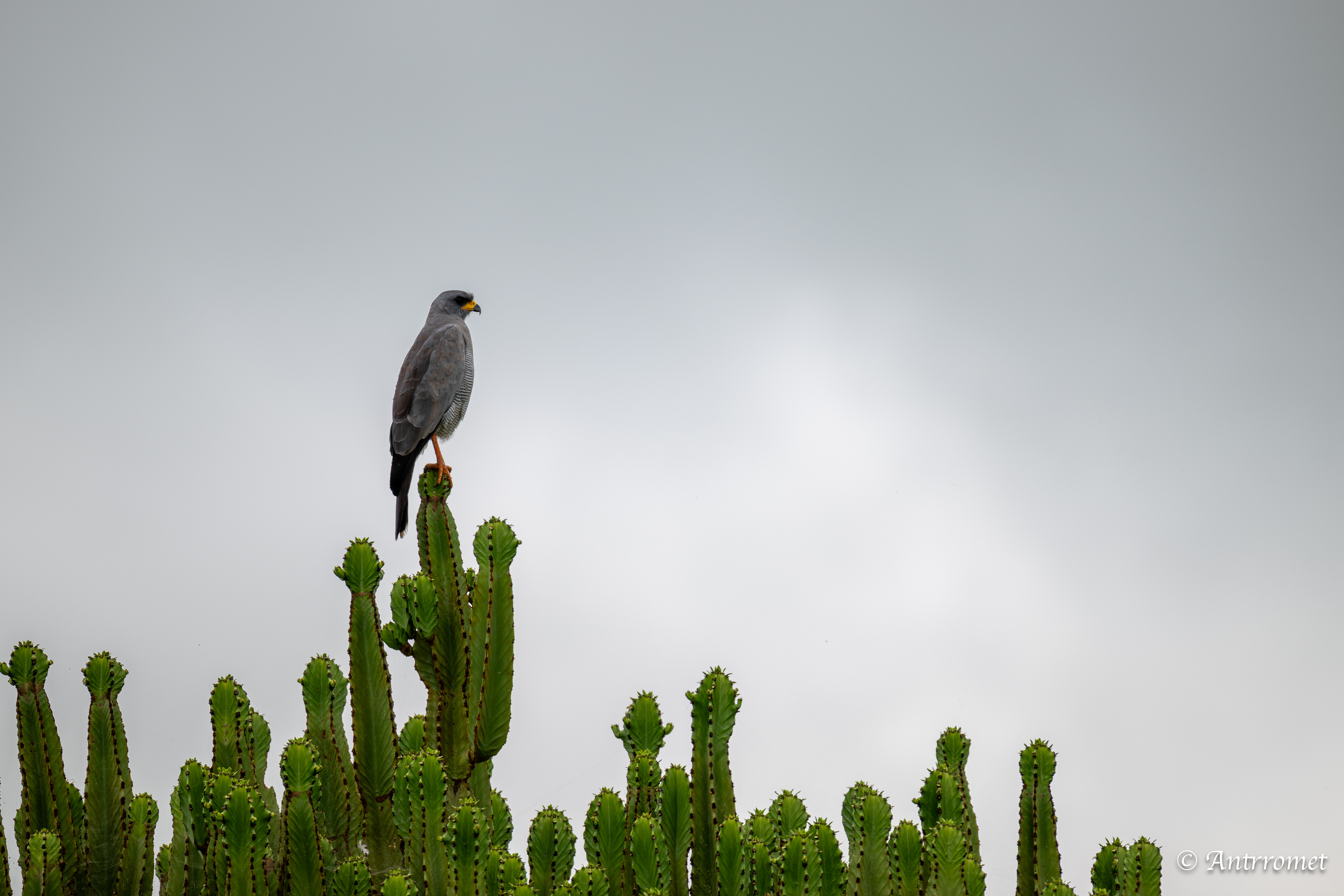 Pale chanting Goshawk