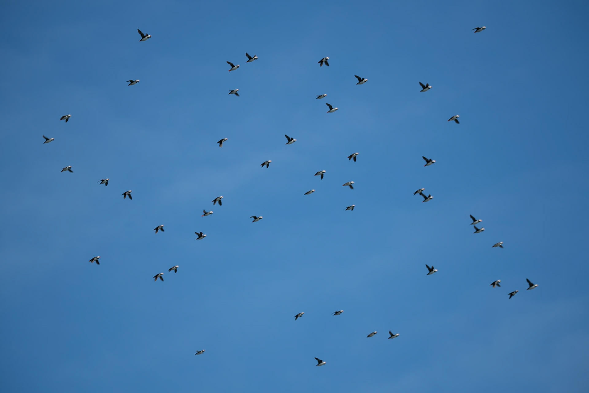 Puffins, Isle of Canna
