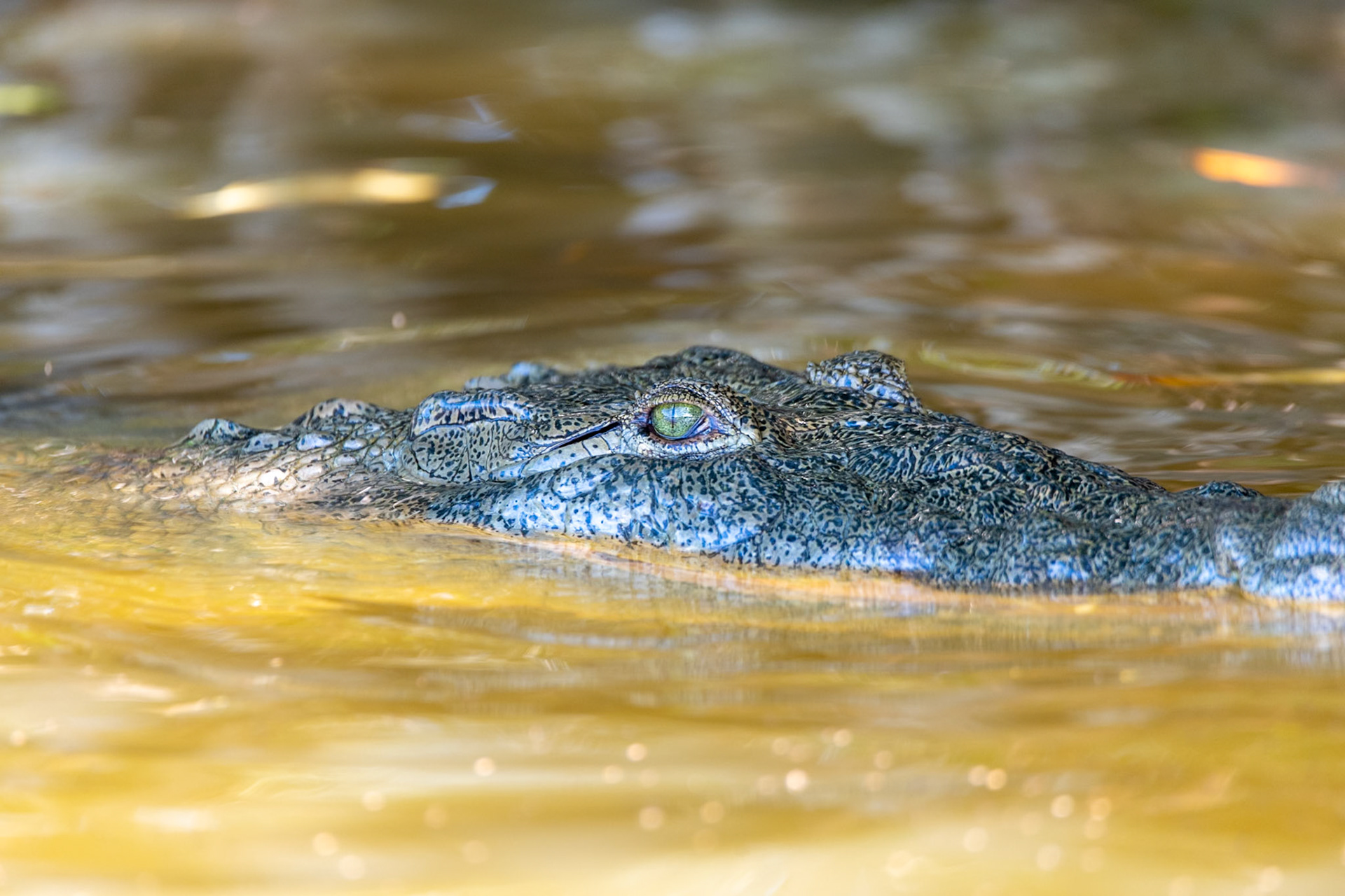 Alligator at Rio Lagartos Lagoon