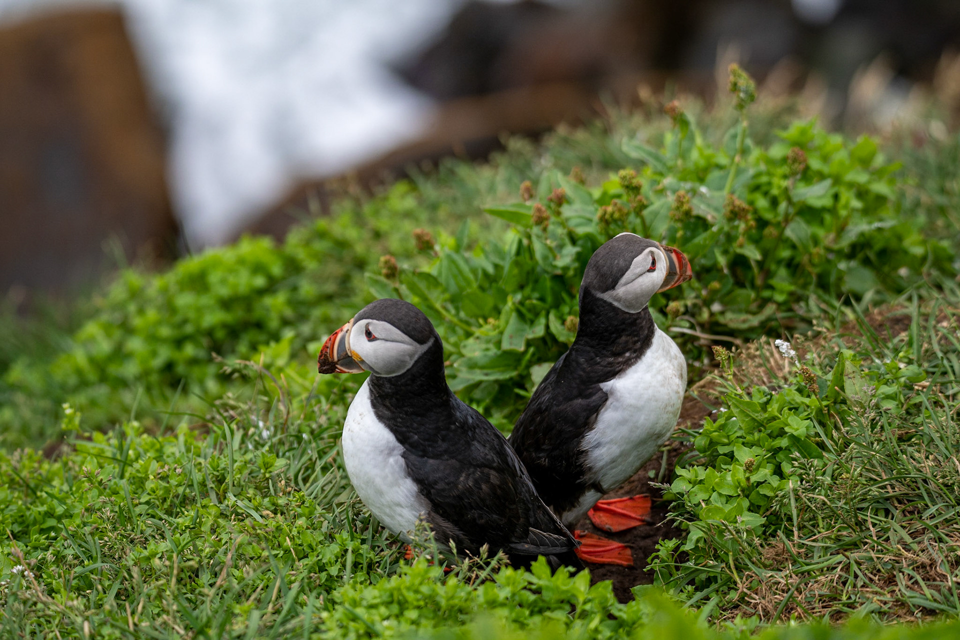 Atlantic puffin