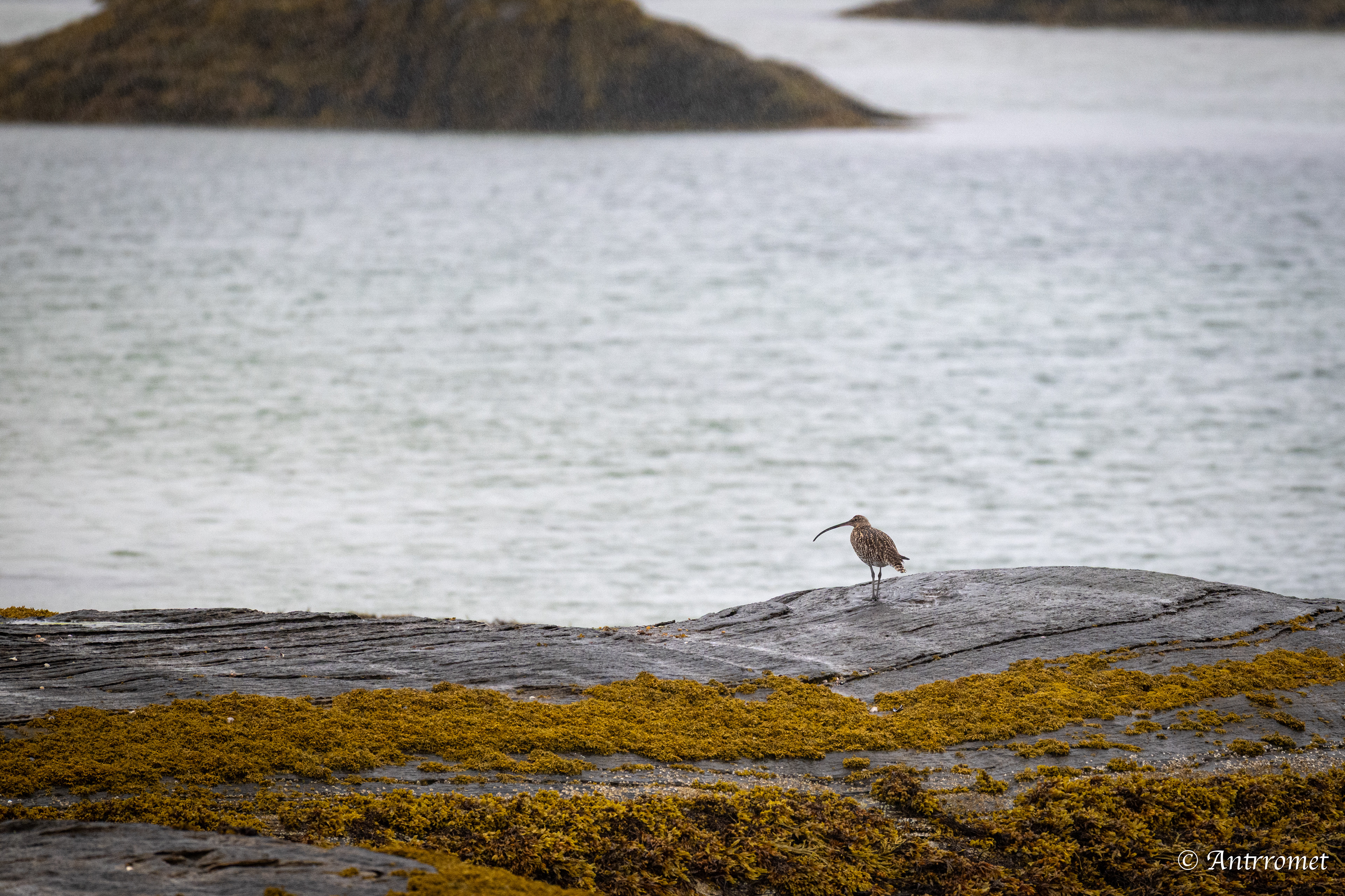 Eurasian curlew at Godøystraumen rasteplass