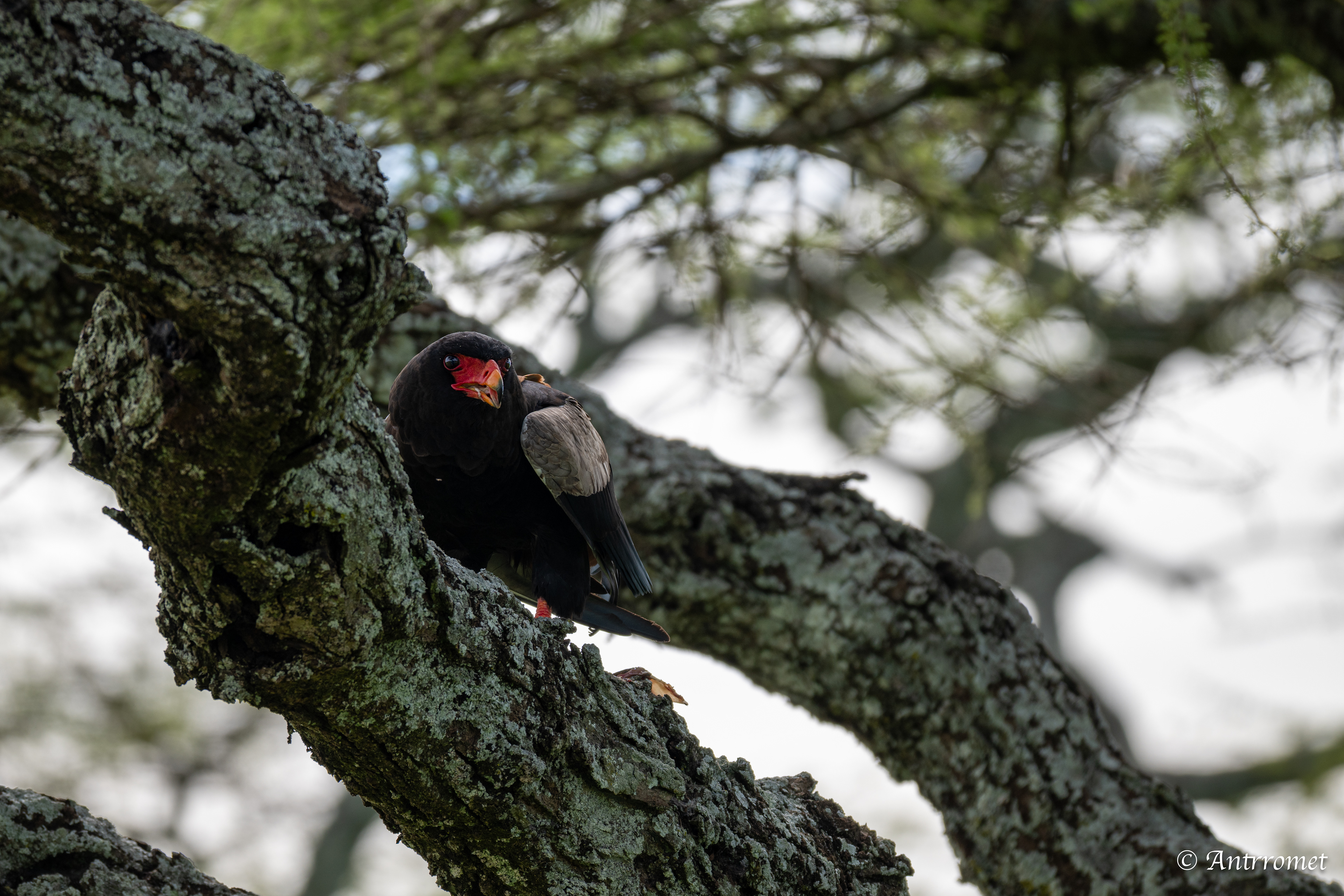 Bateleur Eagle