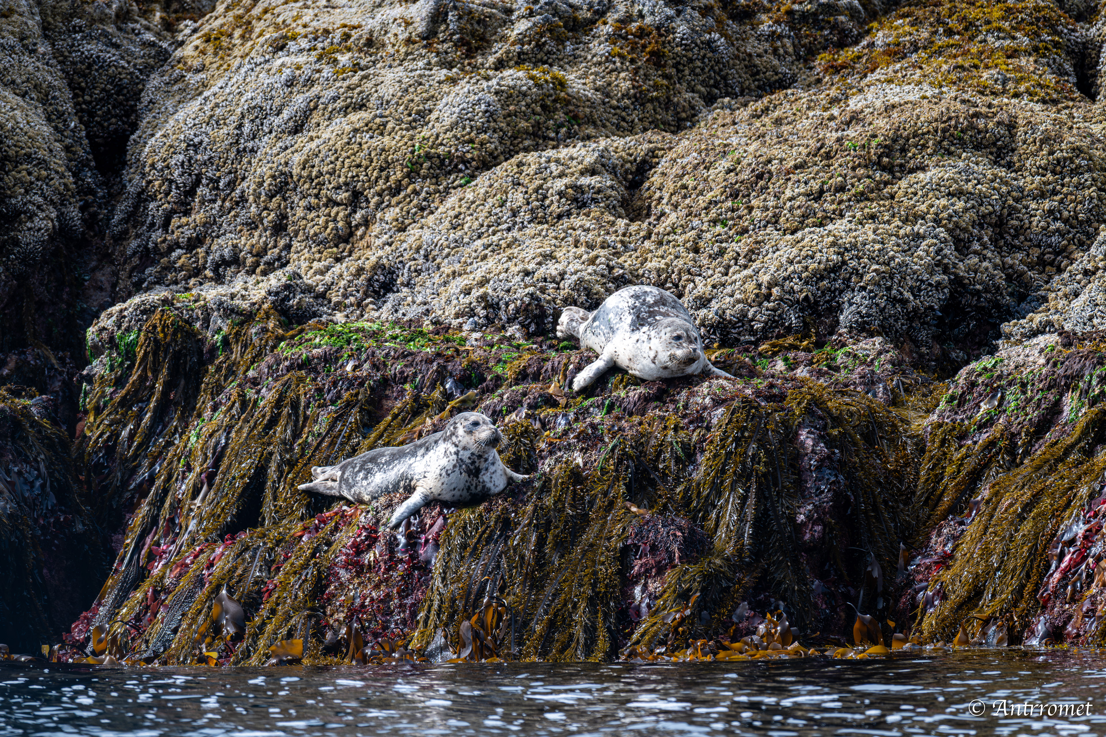 Harbor seals