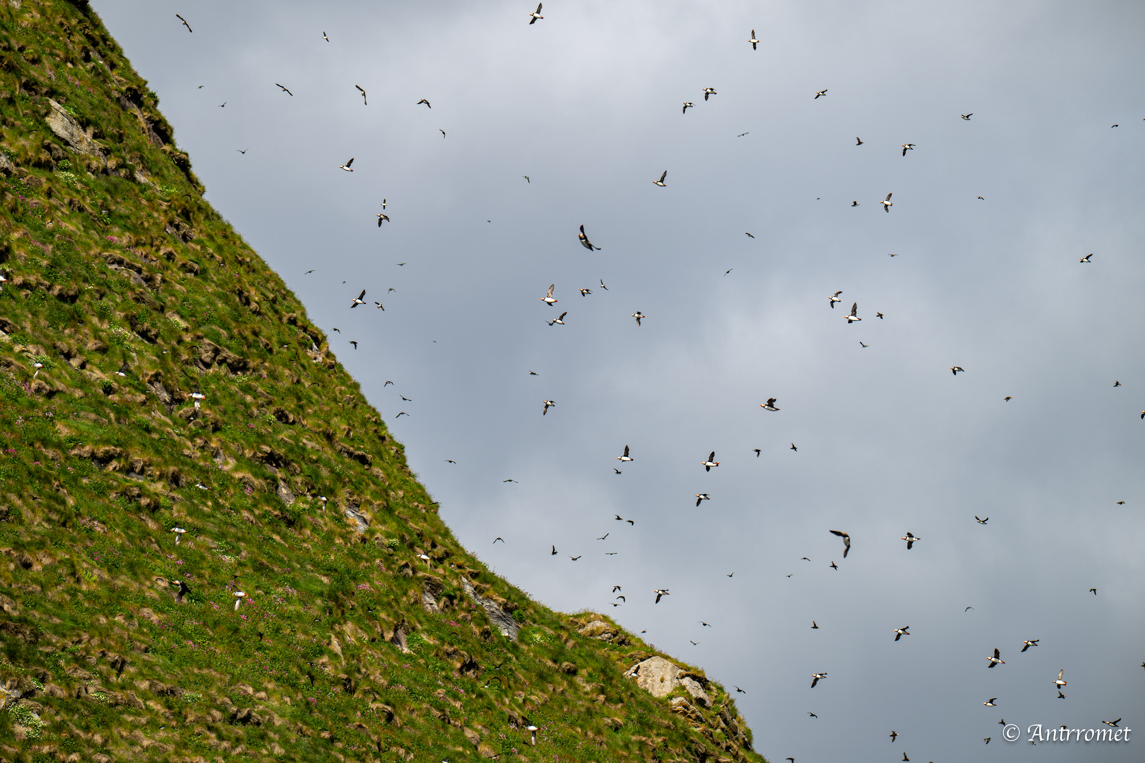 Puffins at Puffin Safari AS, Bleik, Vesteralen