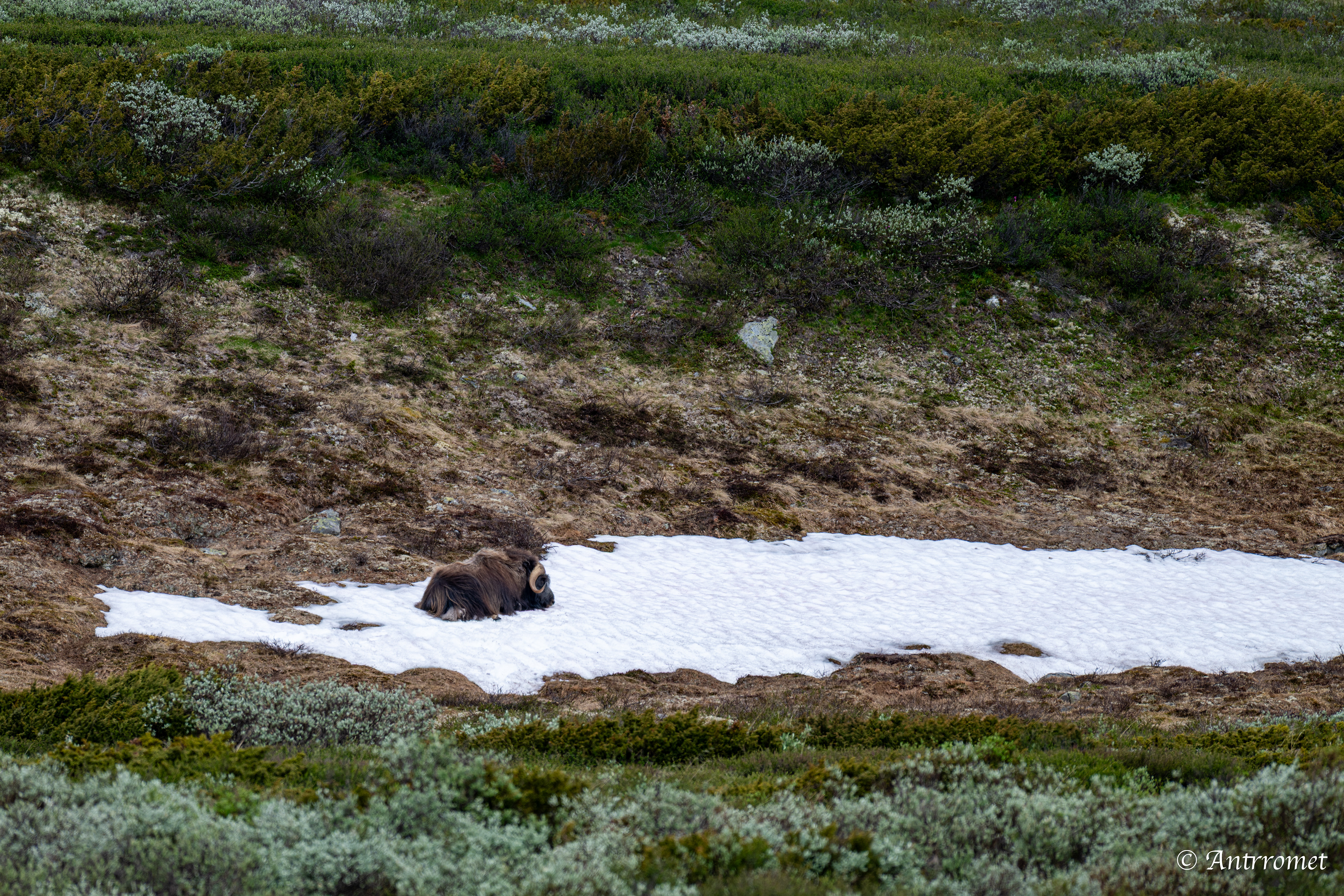 Musk Ox, Dovrefjell National Park