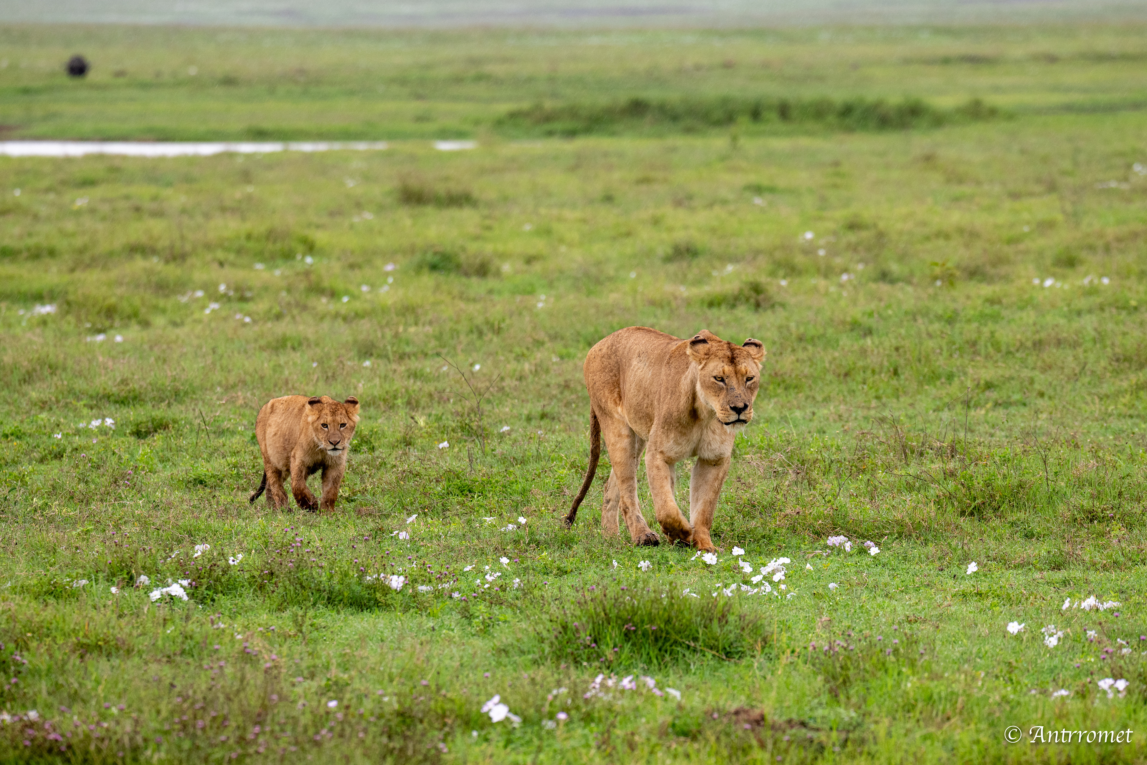 Lioness with her cub