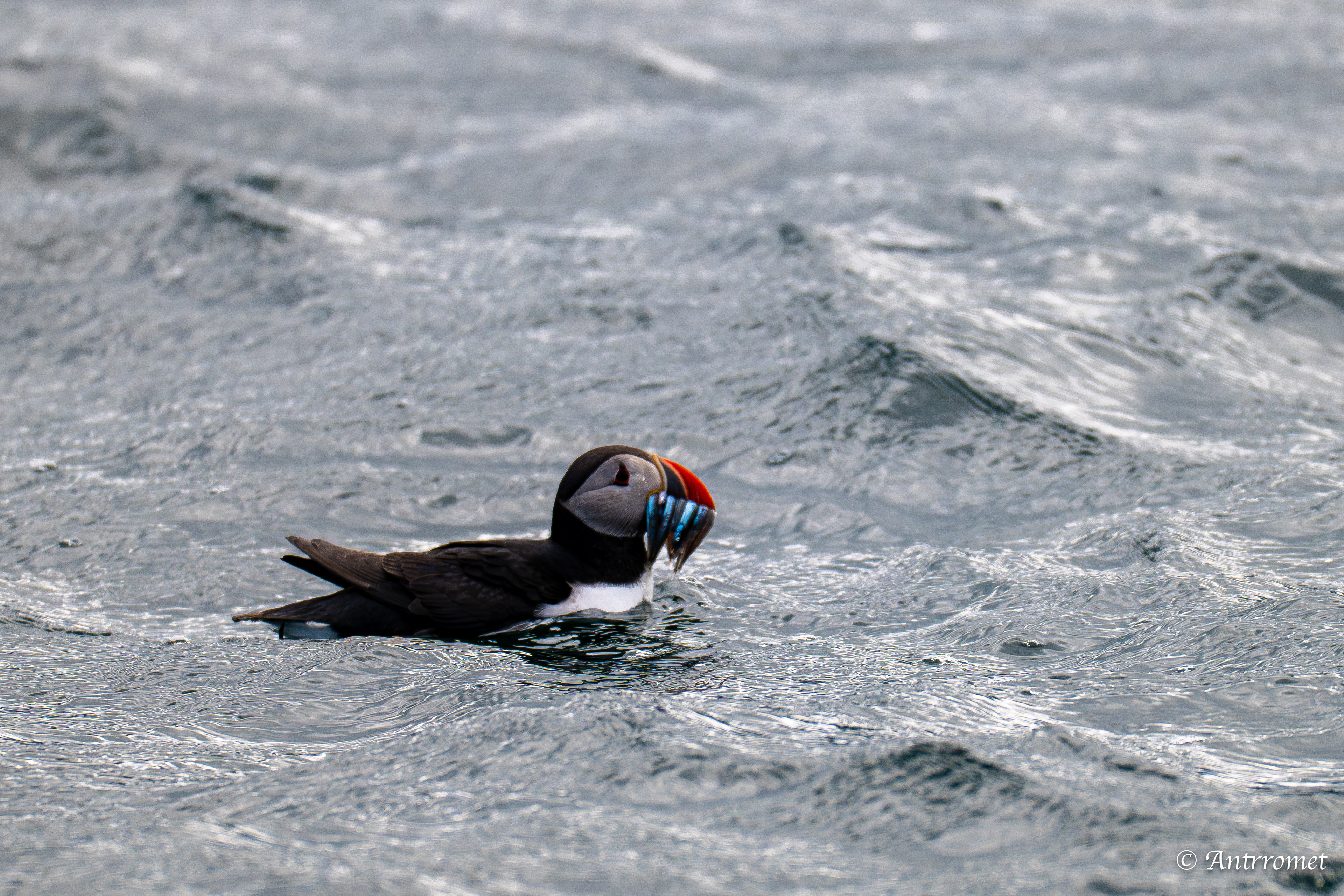 Puffins at Puffin Safari AS, Bleik, Vesteralen