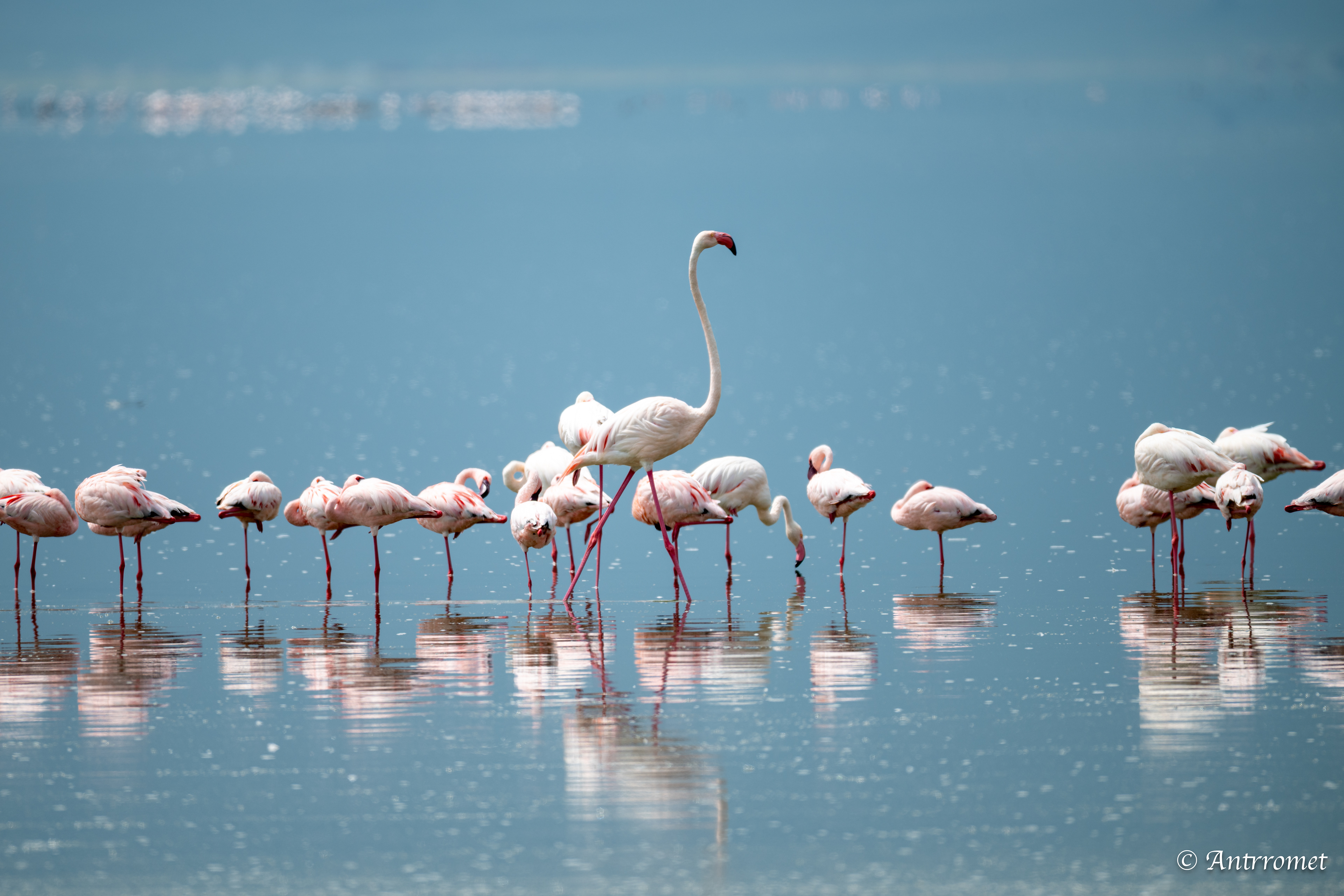 Lesser flamingos