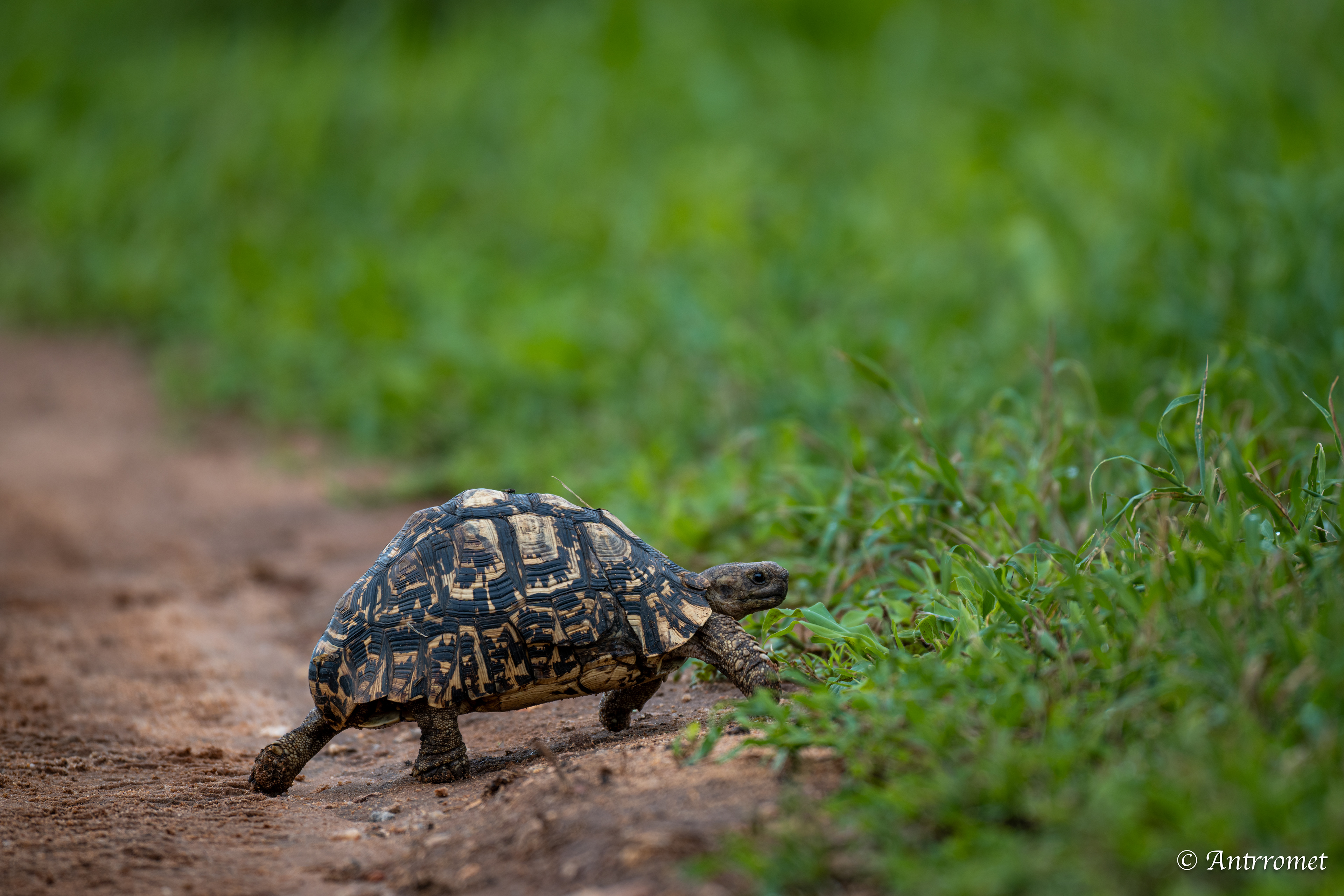 Leopard tortoise