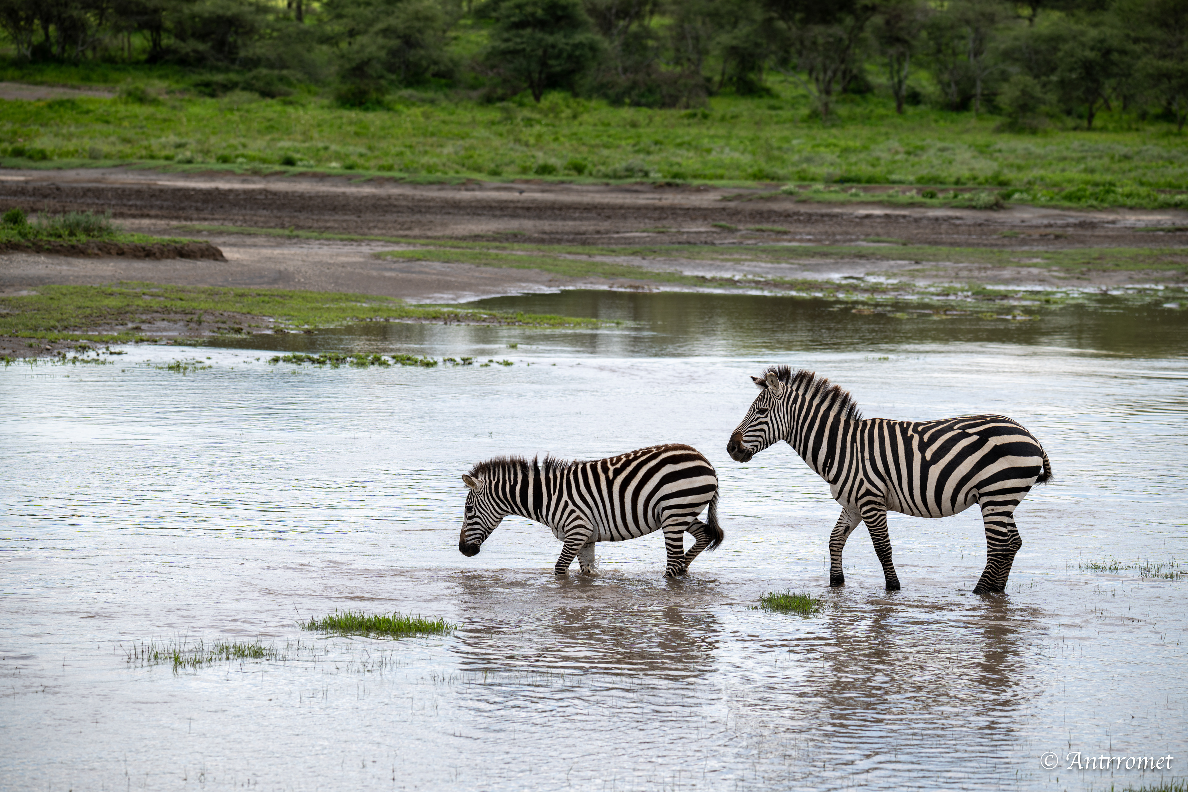 Zebra river crossing