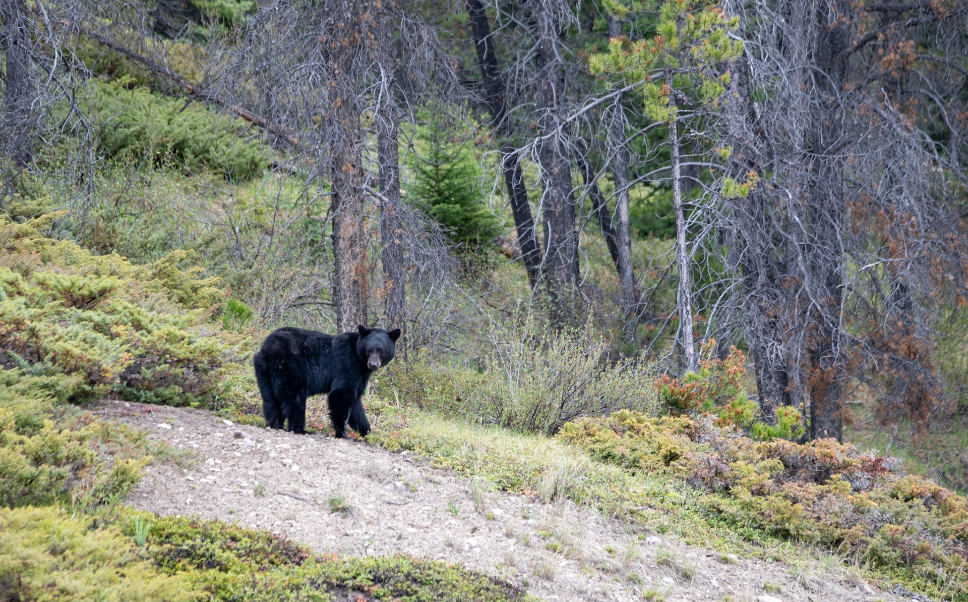 Black bear near Goats and Glacier lookout on Icefields Parkway