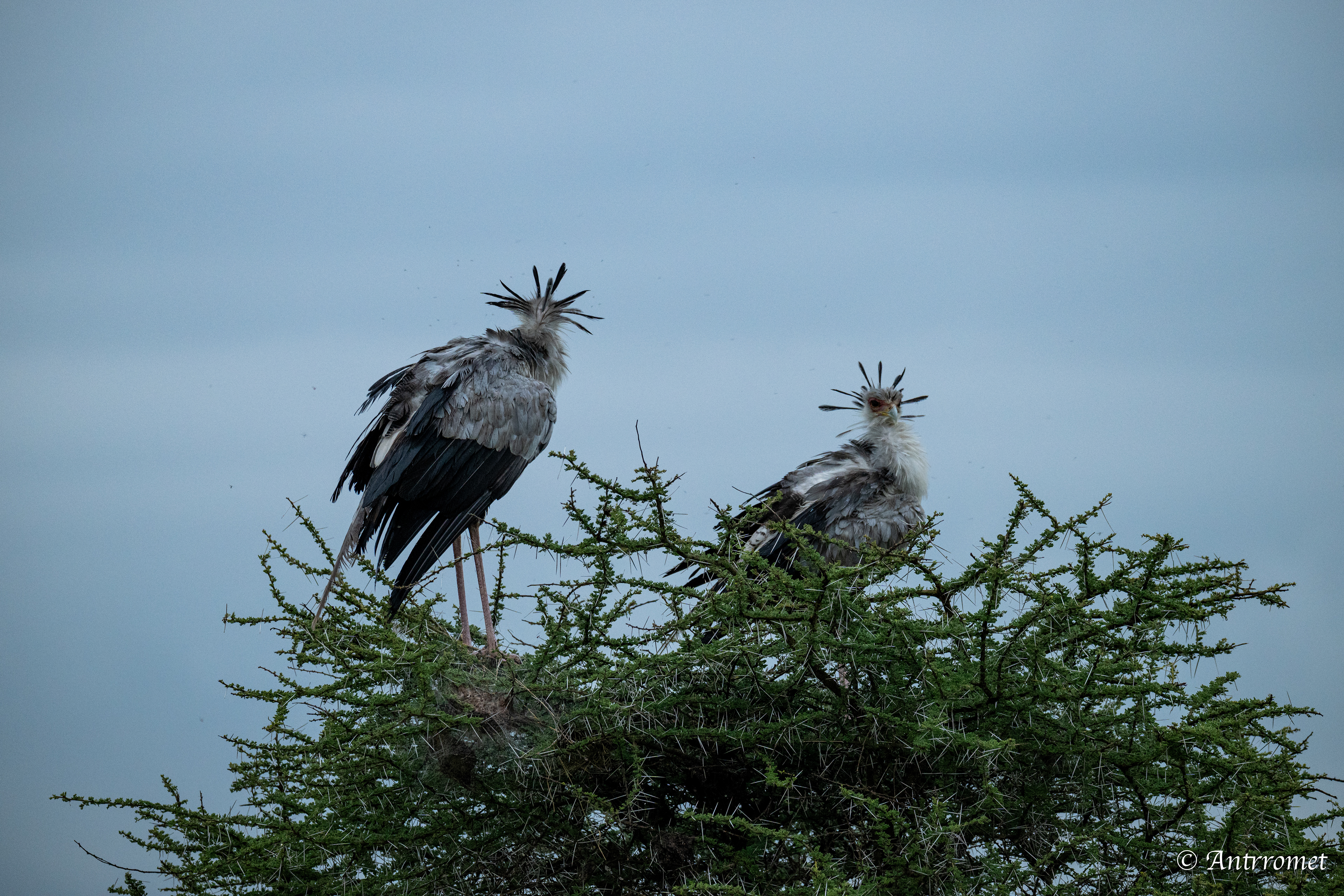 Secretarybirds