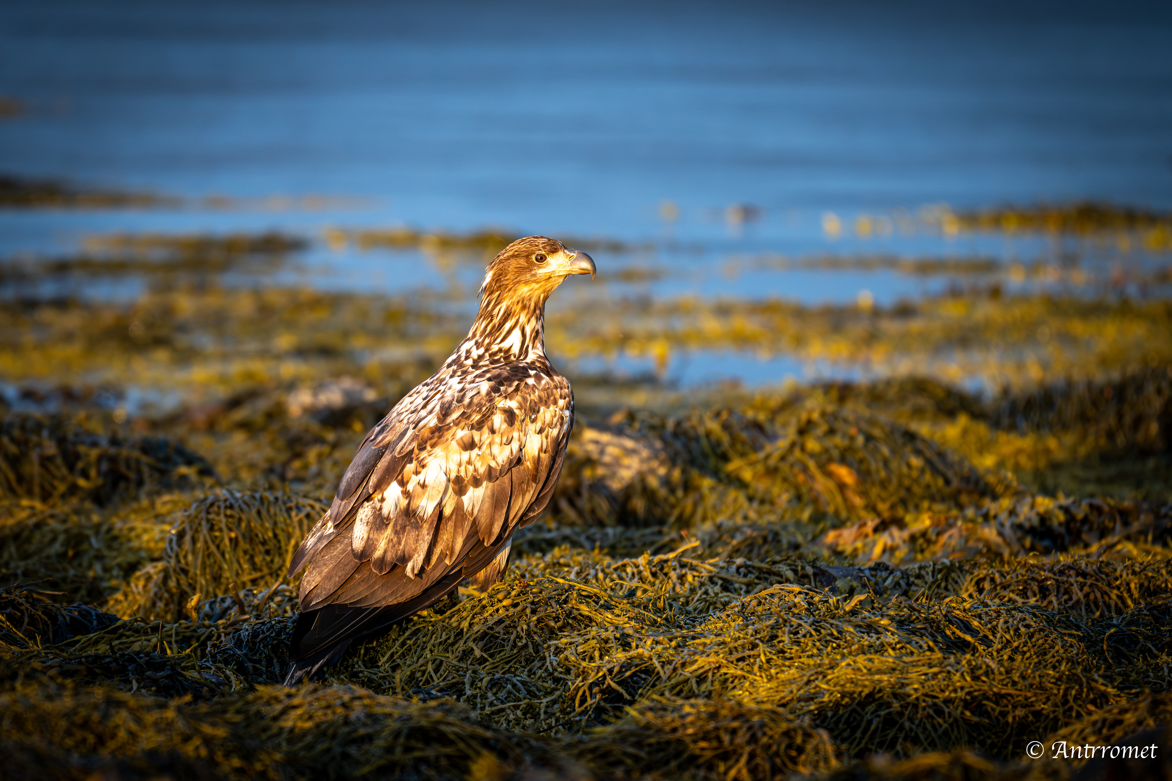 Golden eagle somewhere near Åse on a tour with Arctic North Adventures