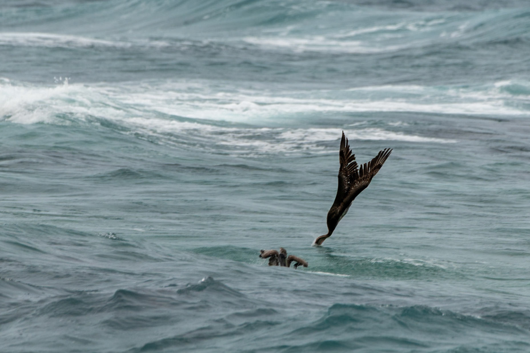 Pelicans at Isla Mujeres