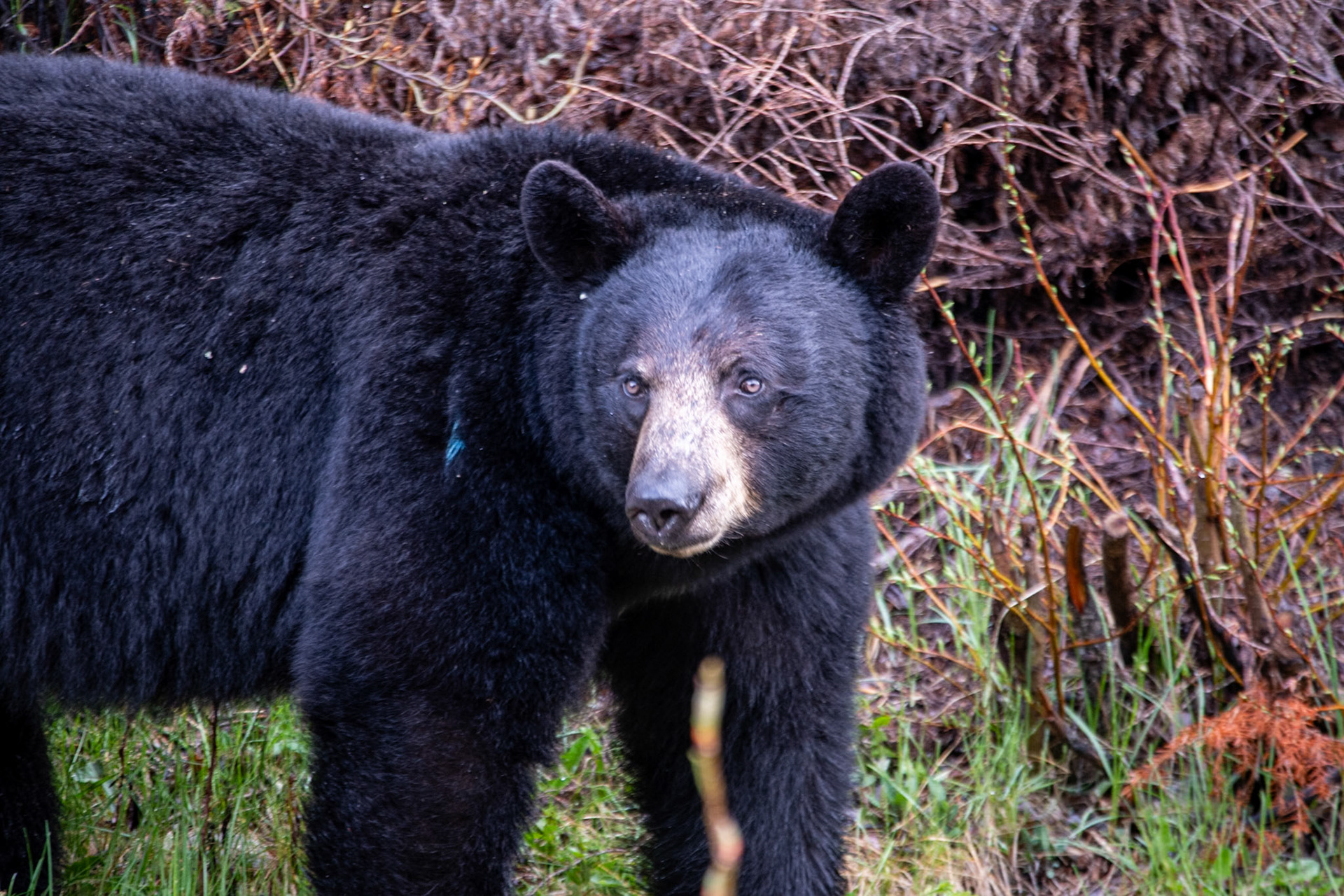 Black bear on Miette road