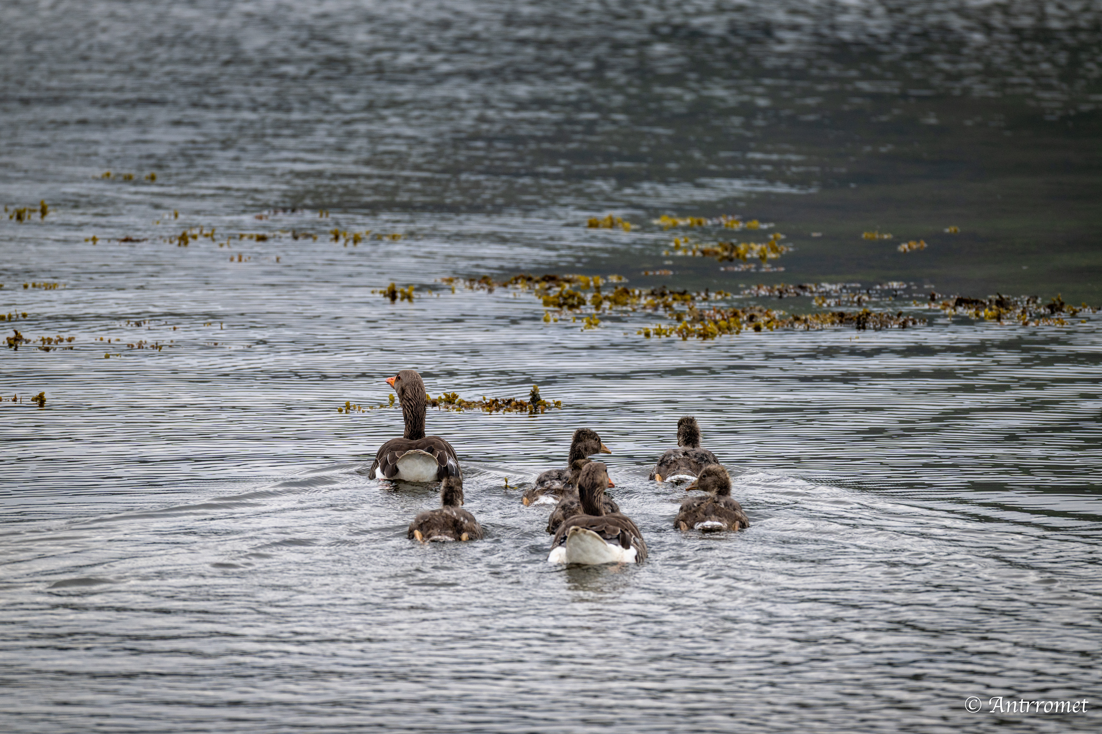 Greylag Geese near Værøy