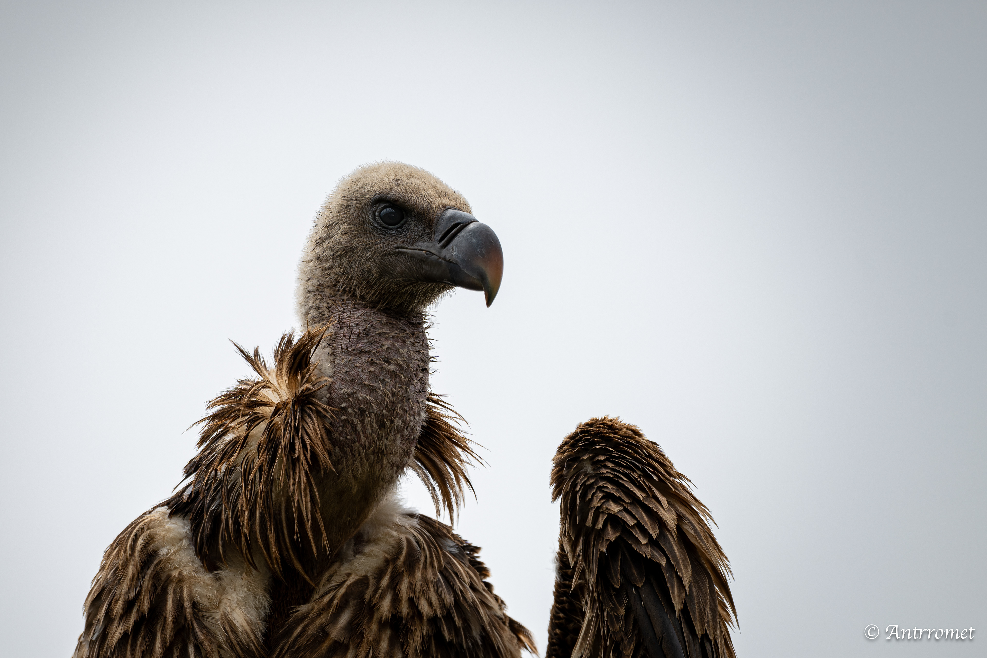 Rüppell's Vultures