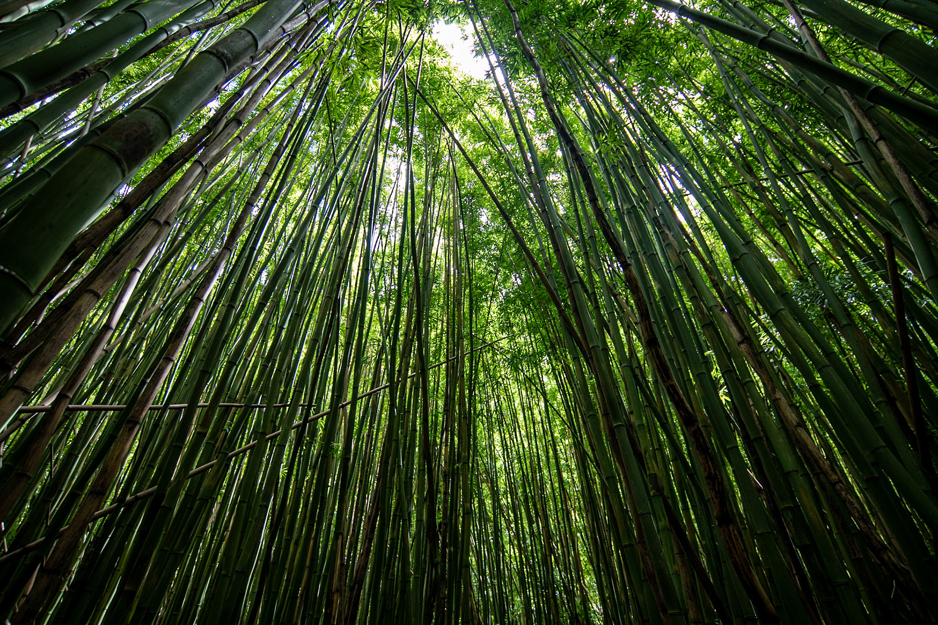 Bamboo forest at Pipiwai trail