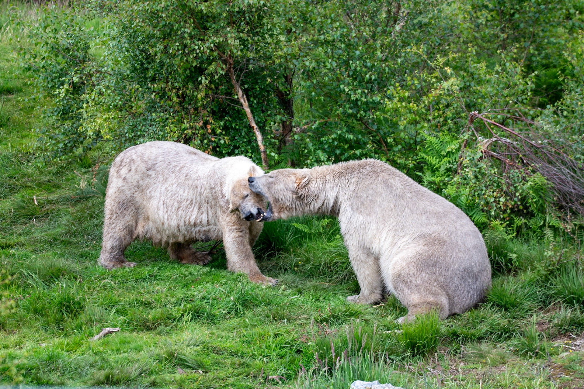 Polar bears, Highland Wildlife Park