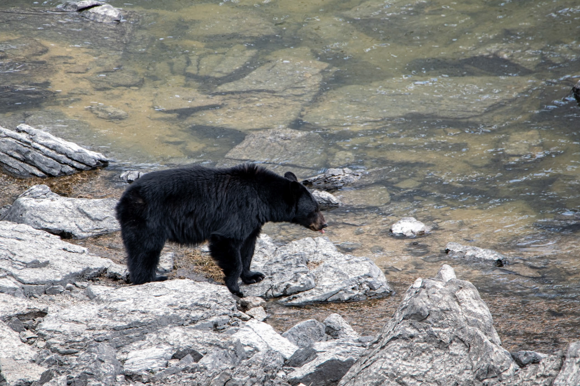 Black bear near Medicine Lake