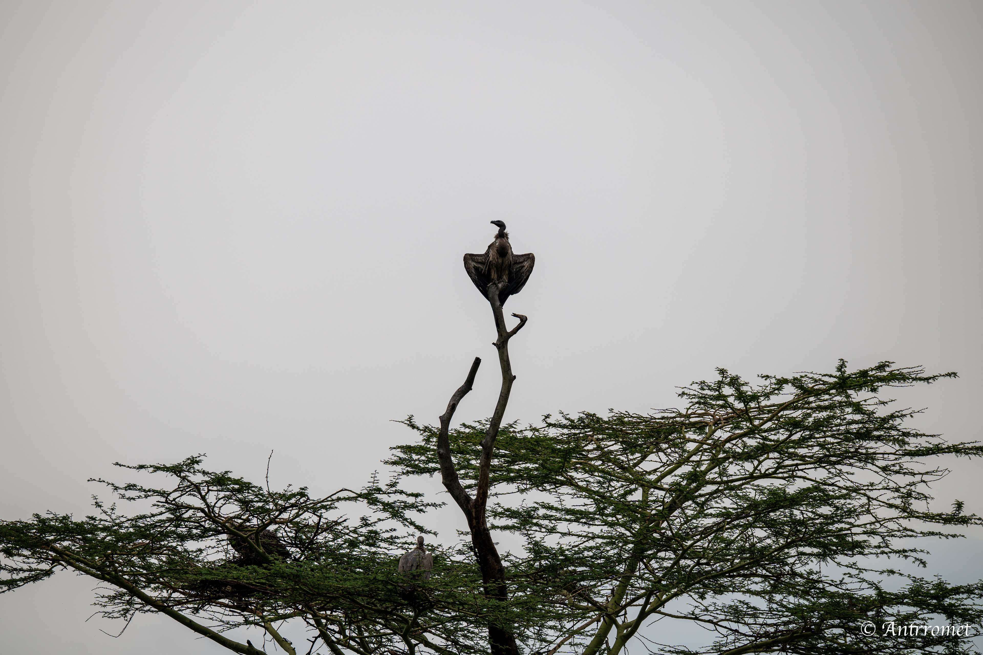 Lappet-faced Vulture