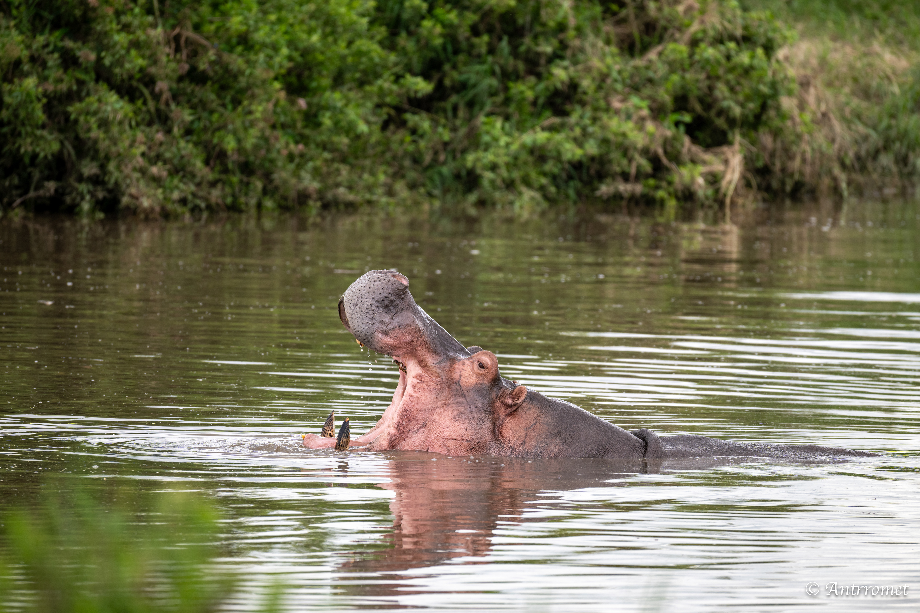 Hippopotamus