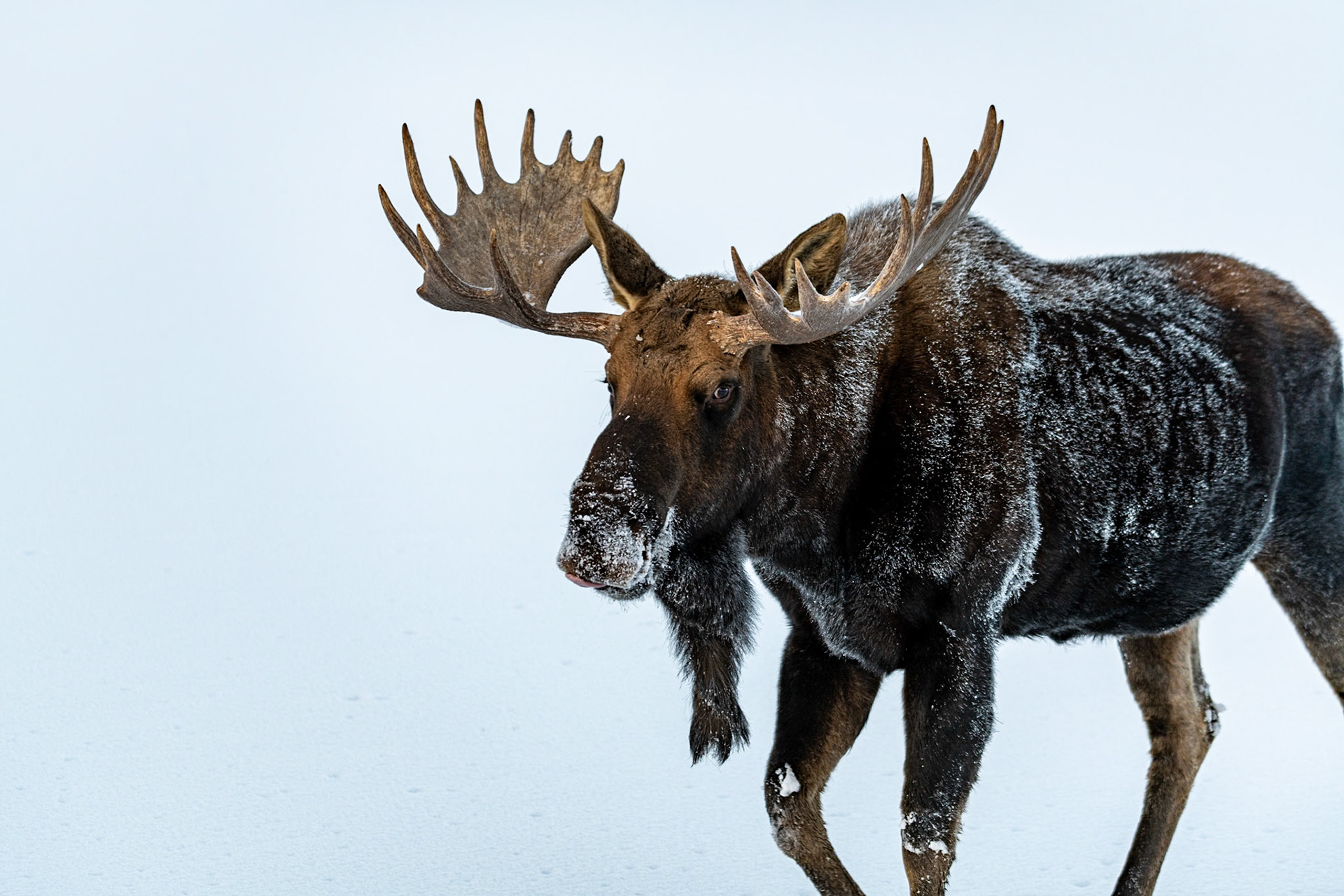 Moose at Yukon Wildlife Preserve