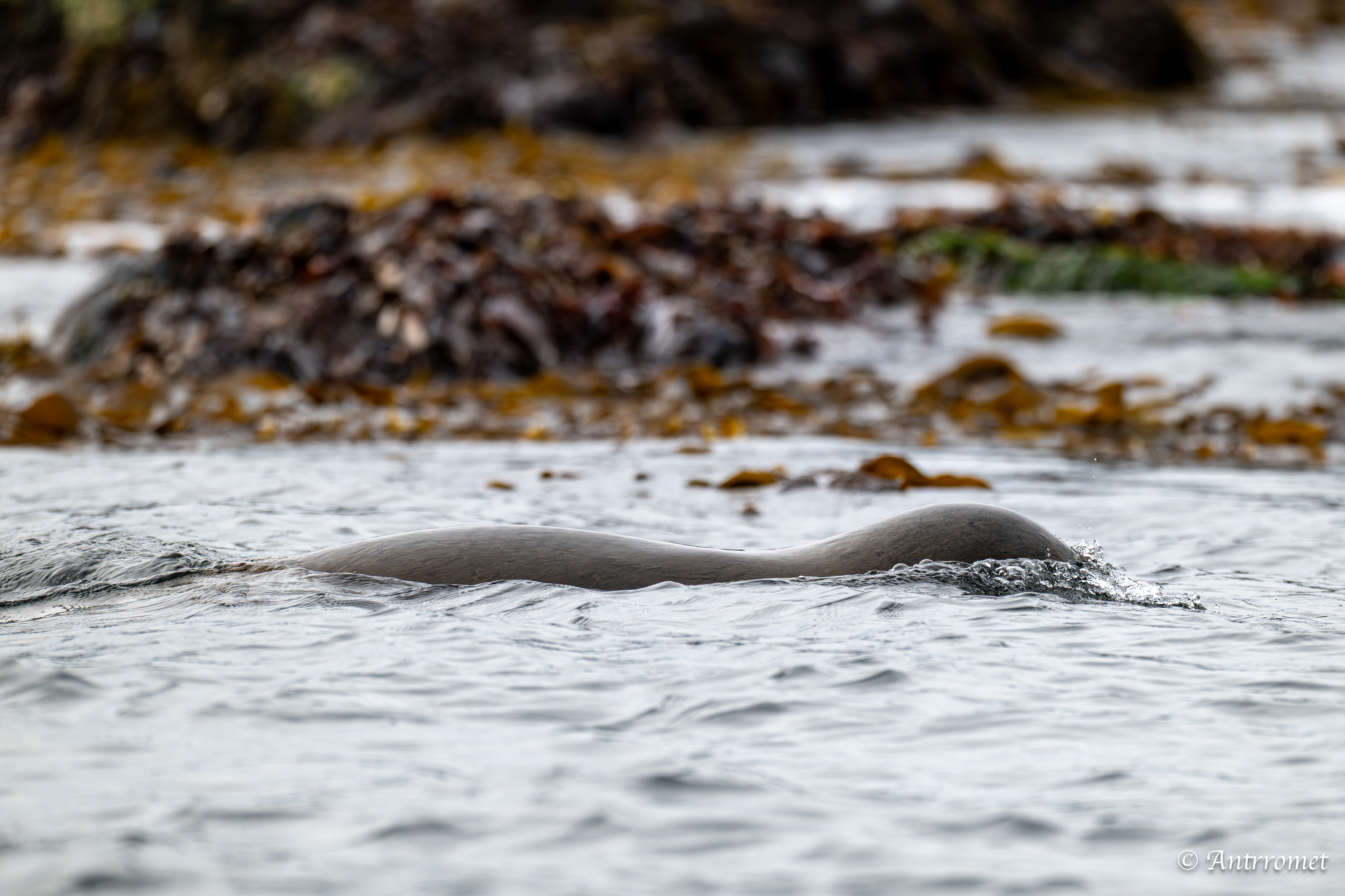 Harbor seal