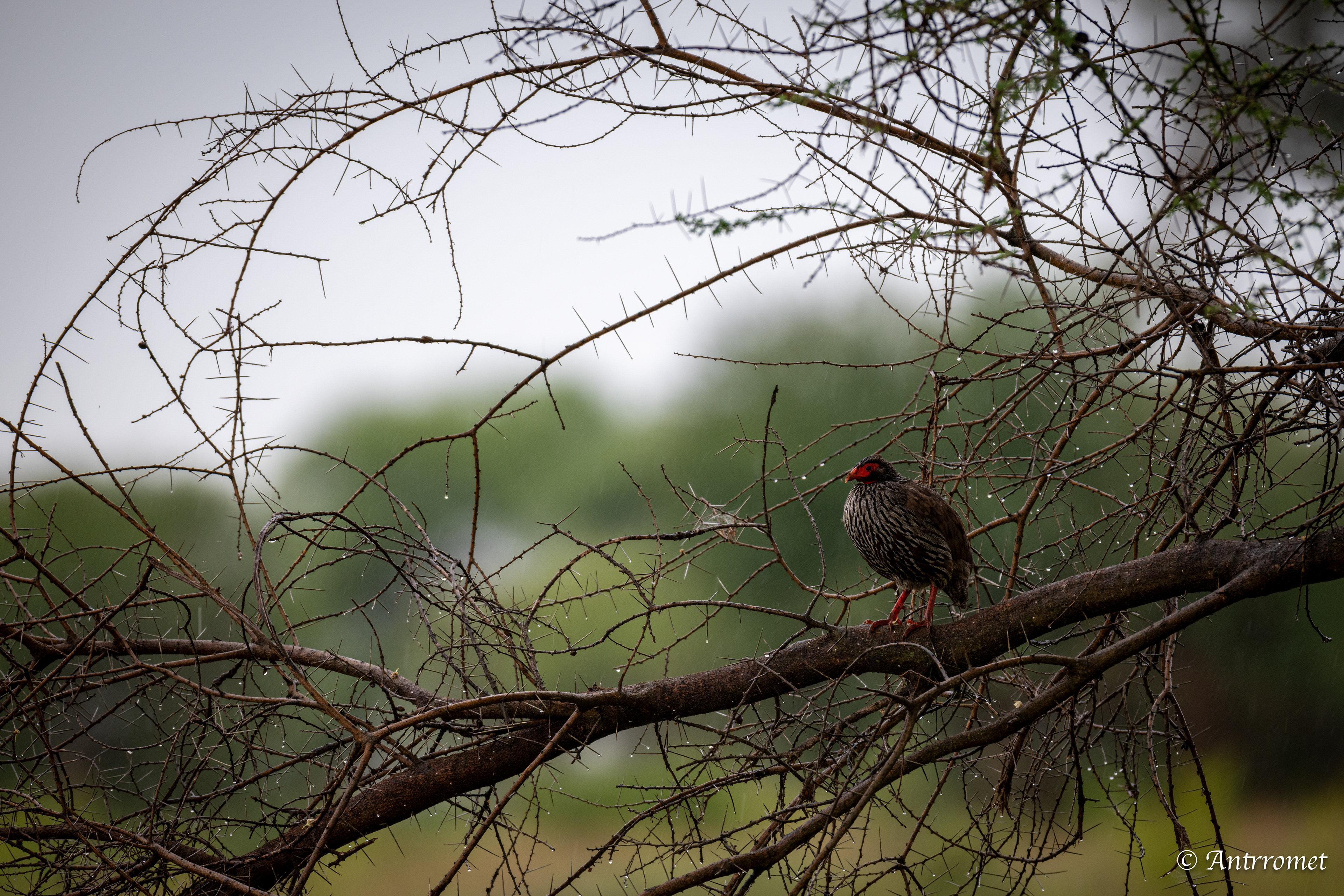 Red-necked Spurfowl