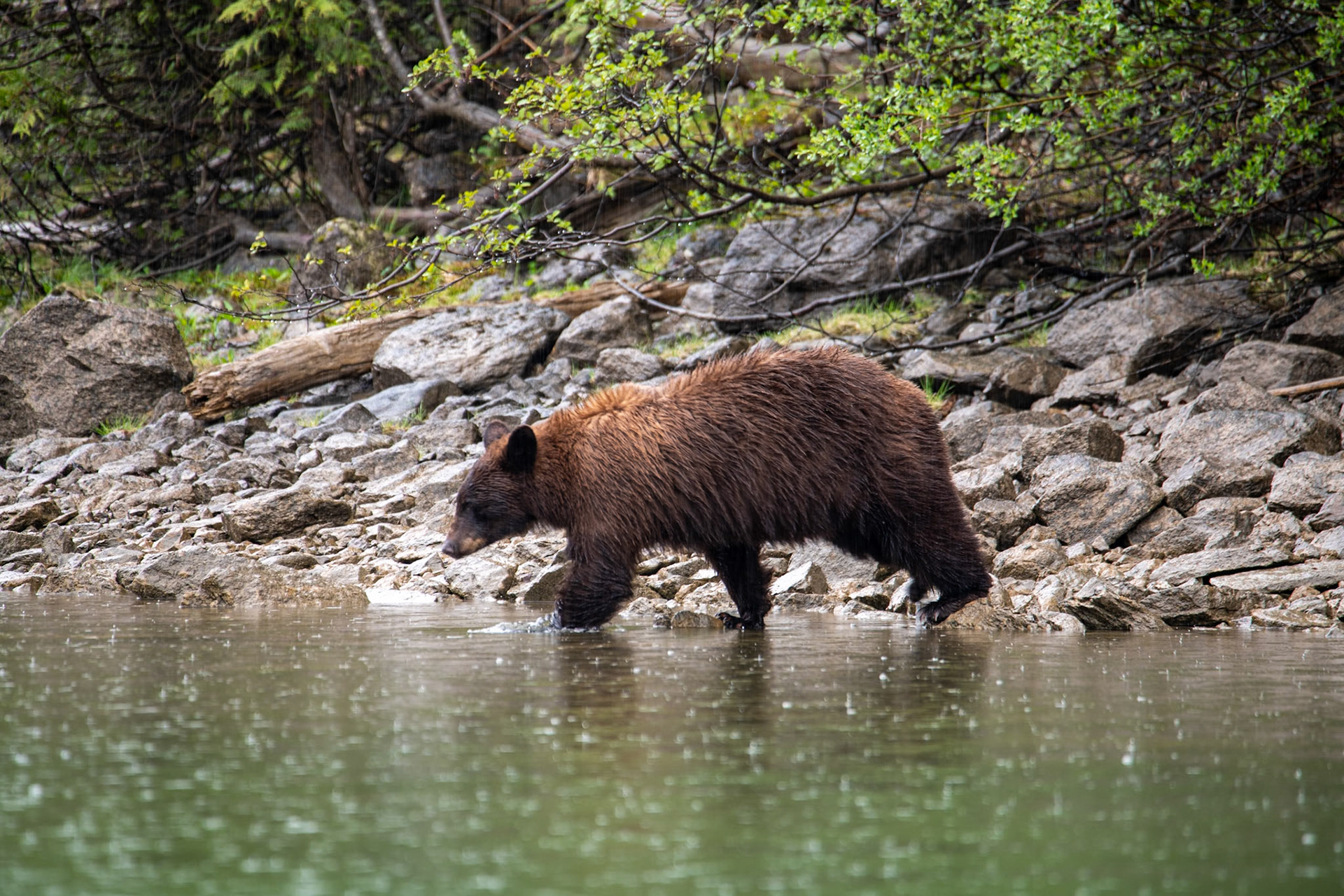 Black bear near Mud Lake