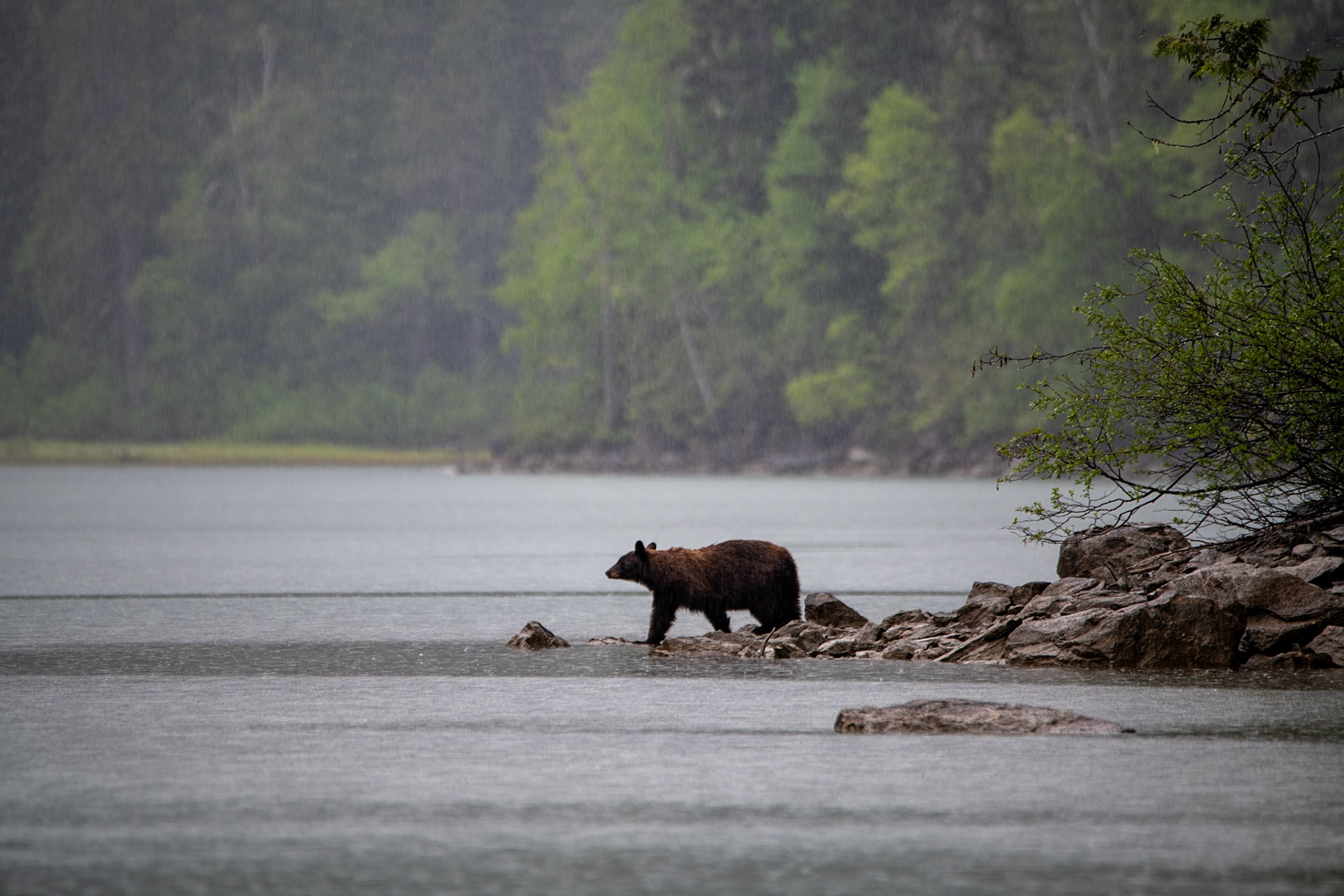 Black bear near Mud Lake