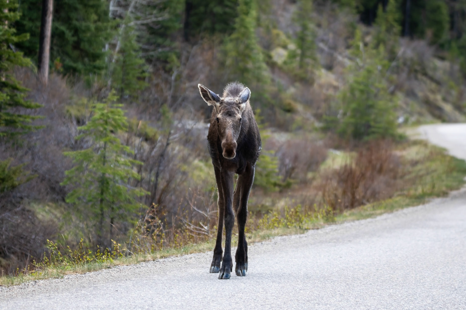 Moose on Maligne Lake Road