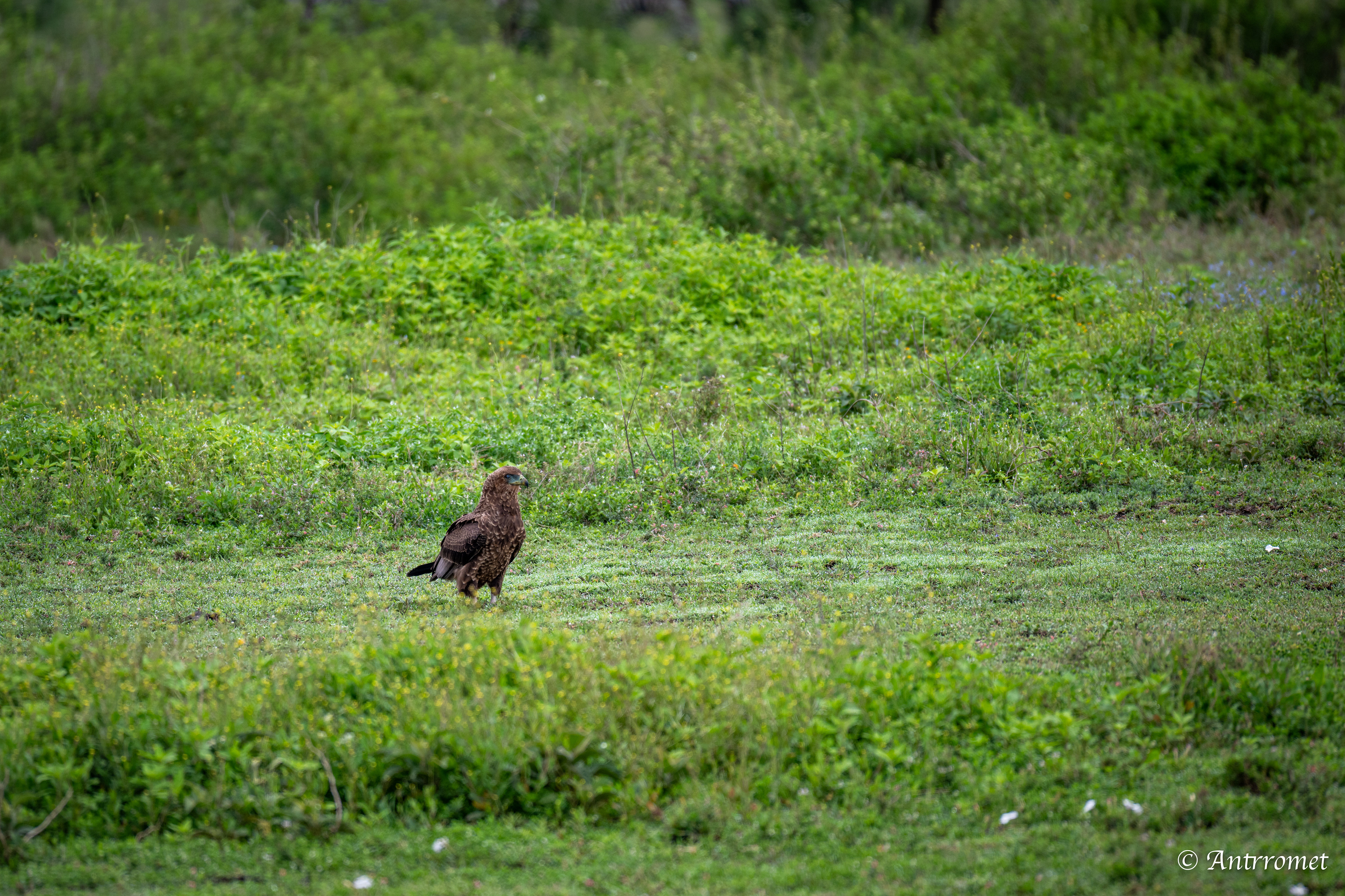 Tawny eagle